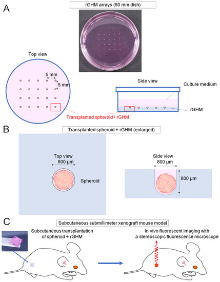 Establishment of an In Vivo Xenograft Mouse Model of a Subcutaneous ...
