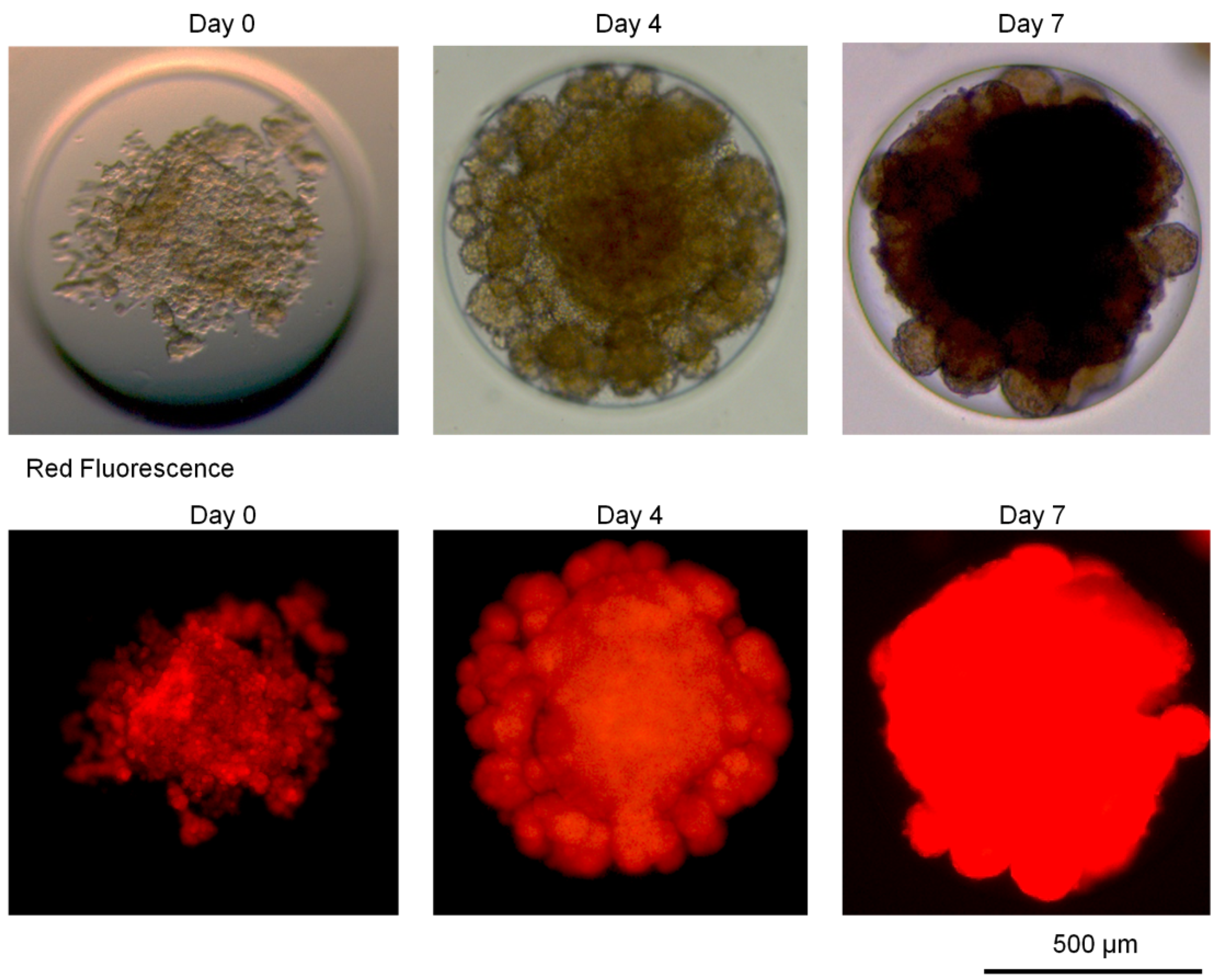 Applsci 11 07031 g002 550