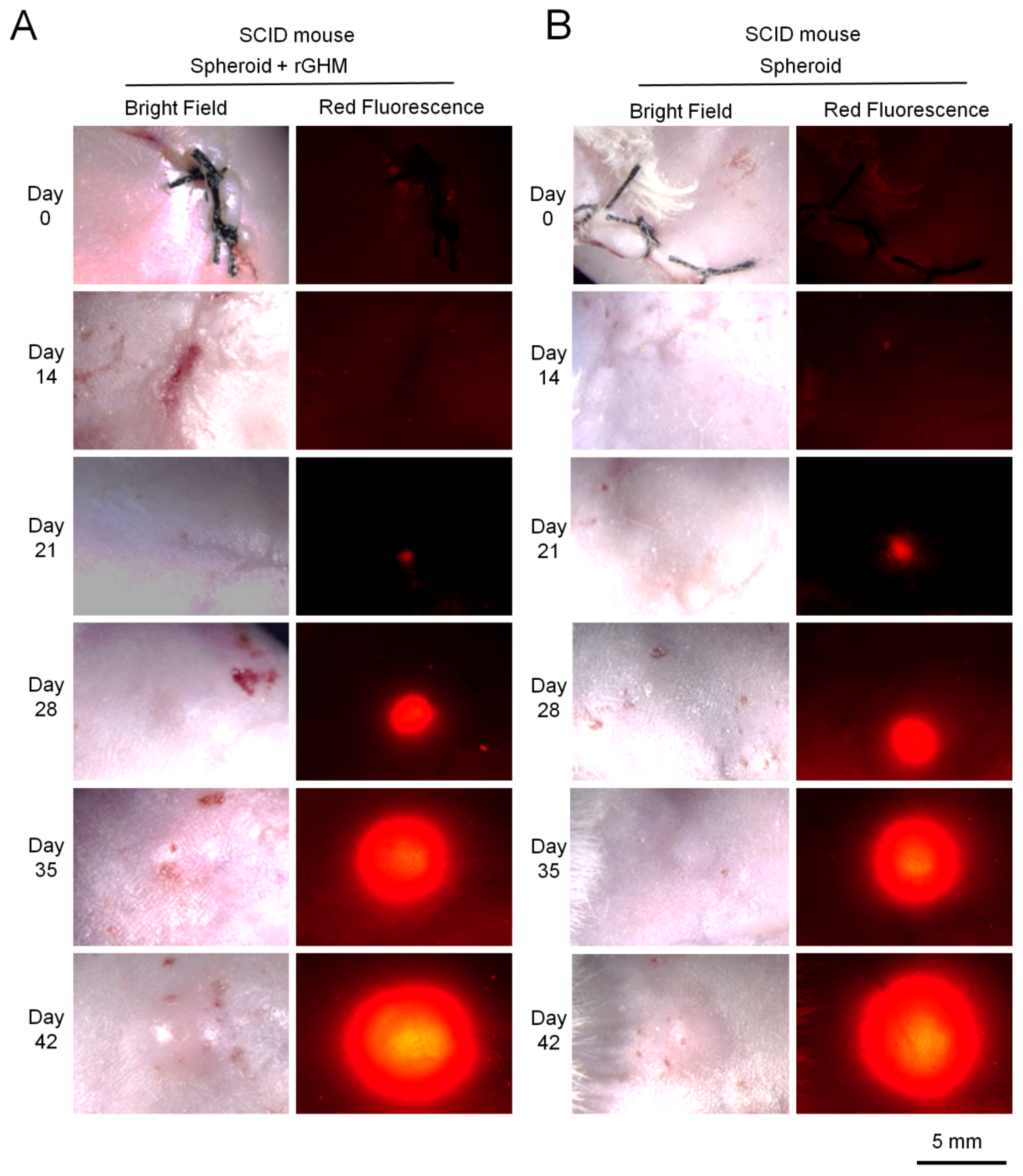 Applsci 11 07031 g003 550