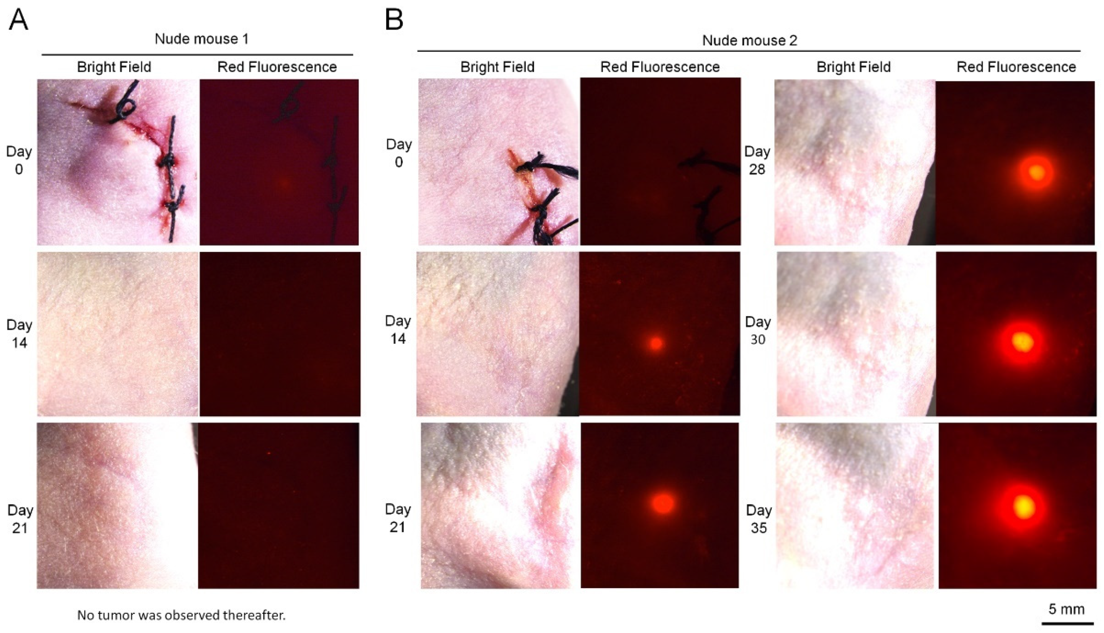 Applsci 11 07031 g005 550