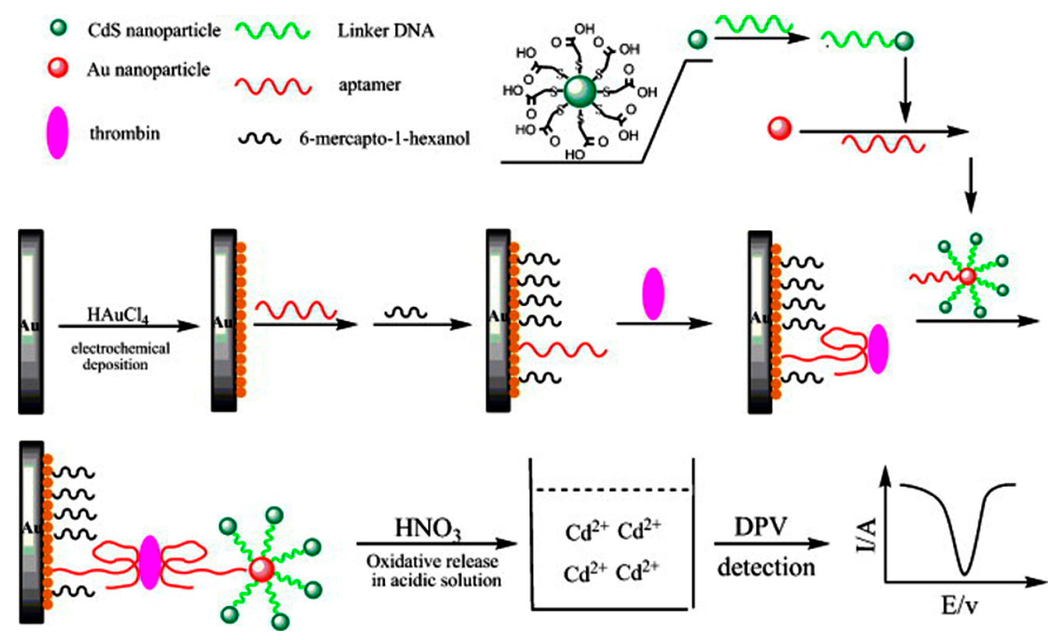 Applsci 11 07087 g001 550