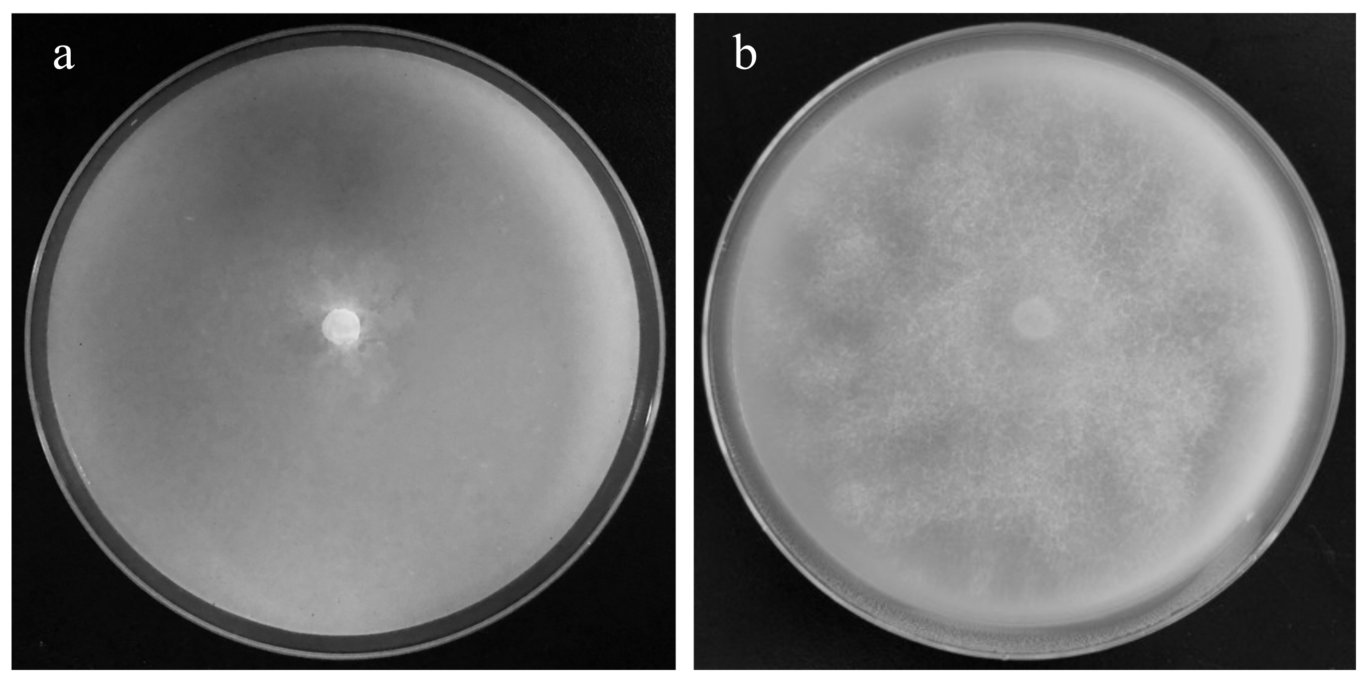 Applsci 11 07261 g001 Applsci 11 07261 g001