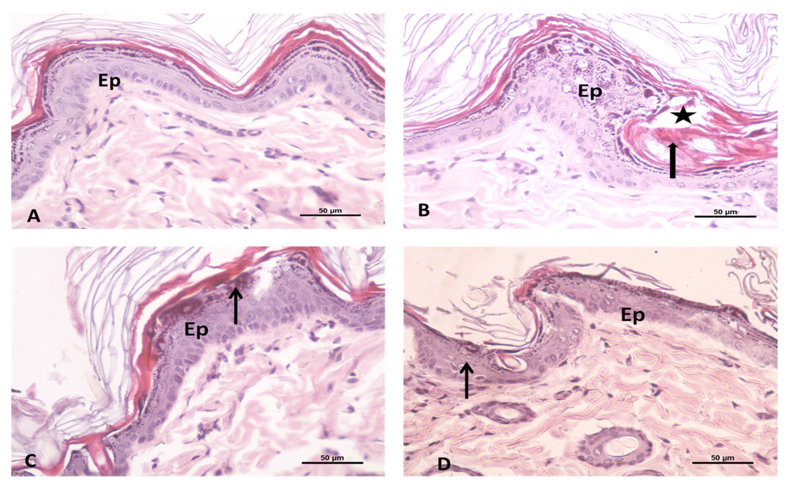 Applsci 11 07294 g006 550