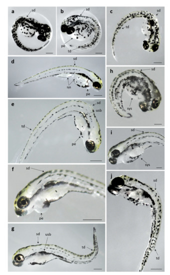 PDF) Embryo-toxic effects of lead nitrate of the African catfish