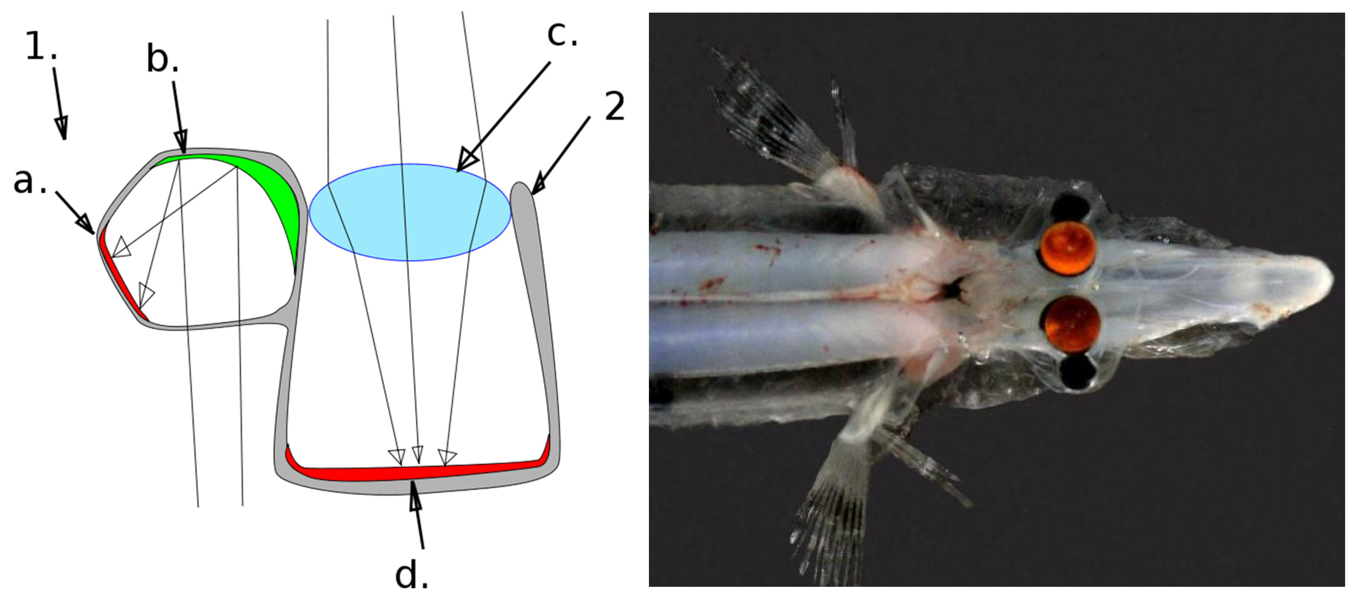 Applsci 11 07514 g005 550