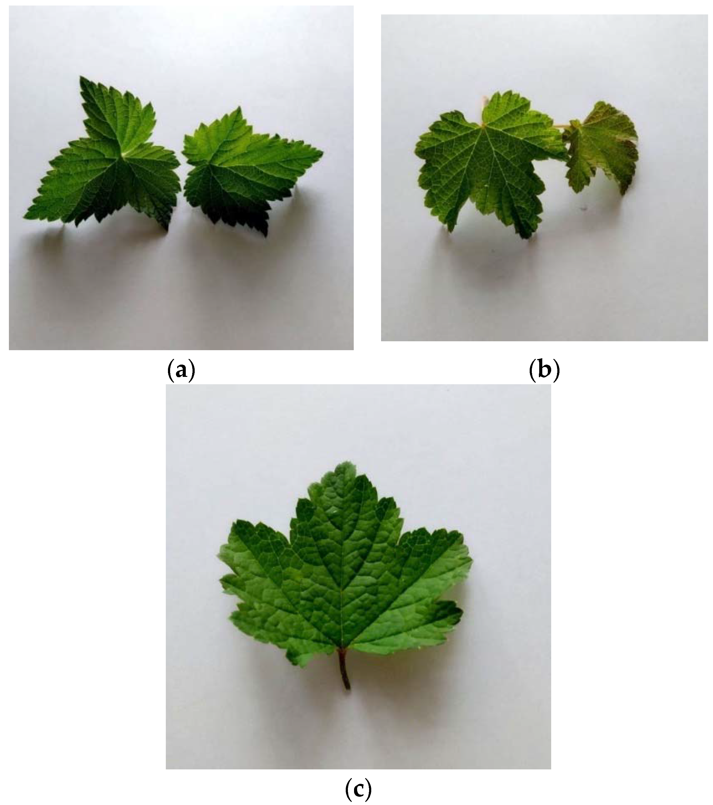 Applsci 11 07638 g001 Applsci 11 07638 g001