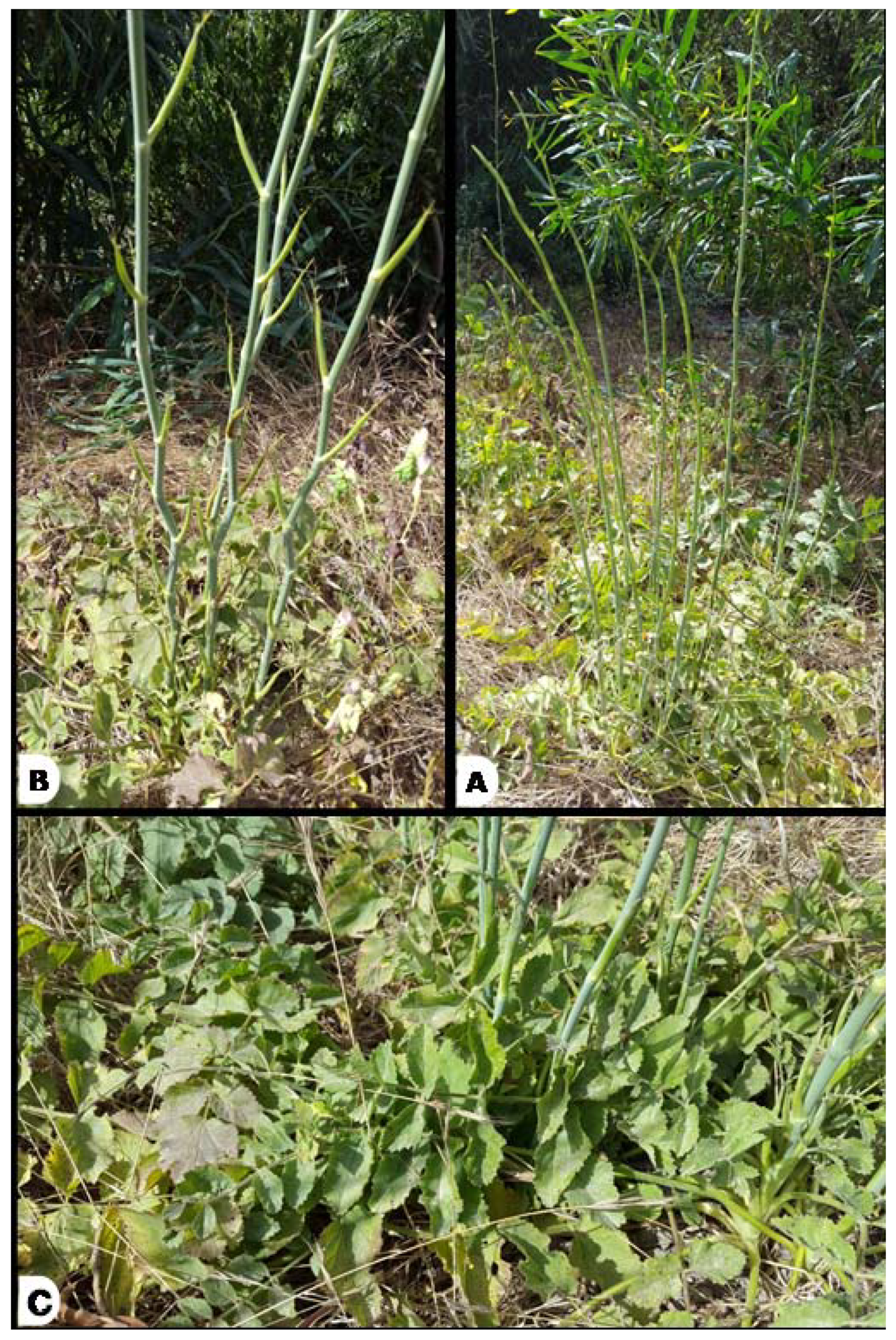 Applsci 11 07739 g001