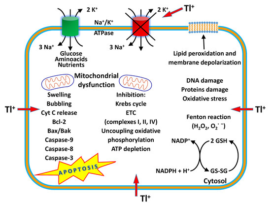 Applied Sciences Free Full Text Thallium Use Toxicity And Detoxification Therapy An Overview Html