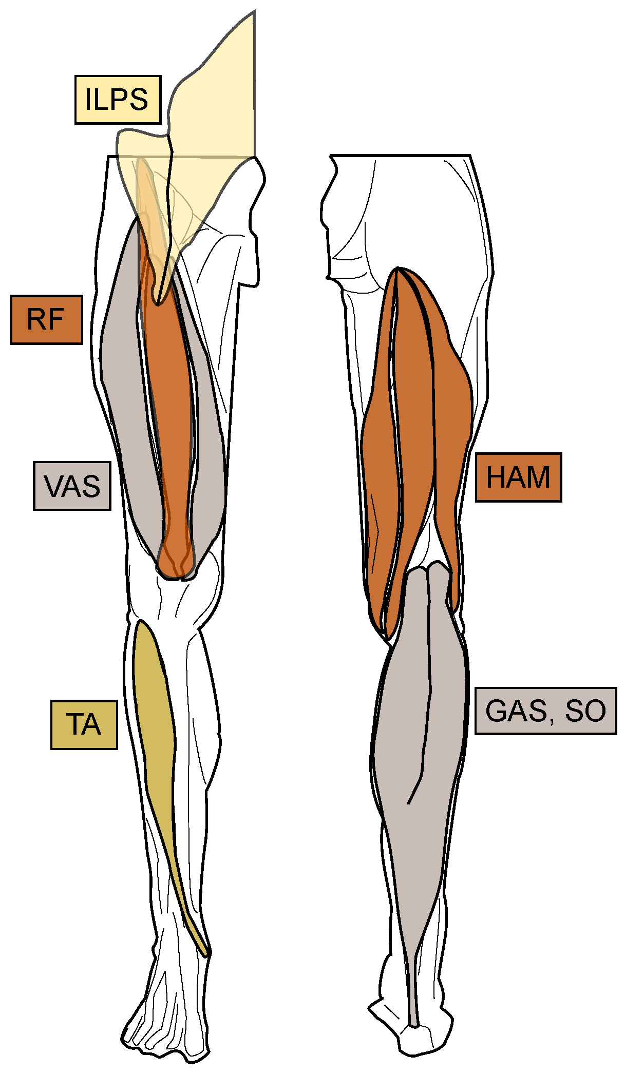 Applied Sciences Free FullText Biomechanical Analysis of Gait