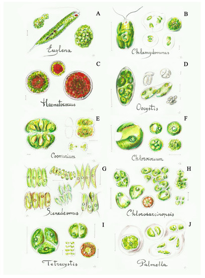 Phycokey - Chara images