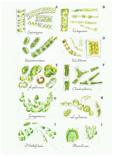 Phycokey - Chara images