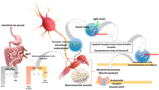 健康・医学 Botulinum Toxins: Clinical Applications Clinical Uses for Botulinum Toxin - Clinical Advisor
