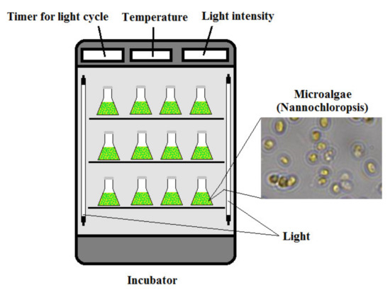 Effects from Converter Slag and Electric Arc Furnace Slag on