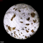 Applsci 11 09329 i011