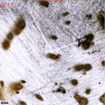 Applsci 11 09329 i012