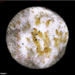 Applsci 11 09329 i031