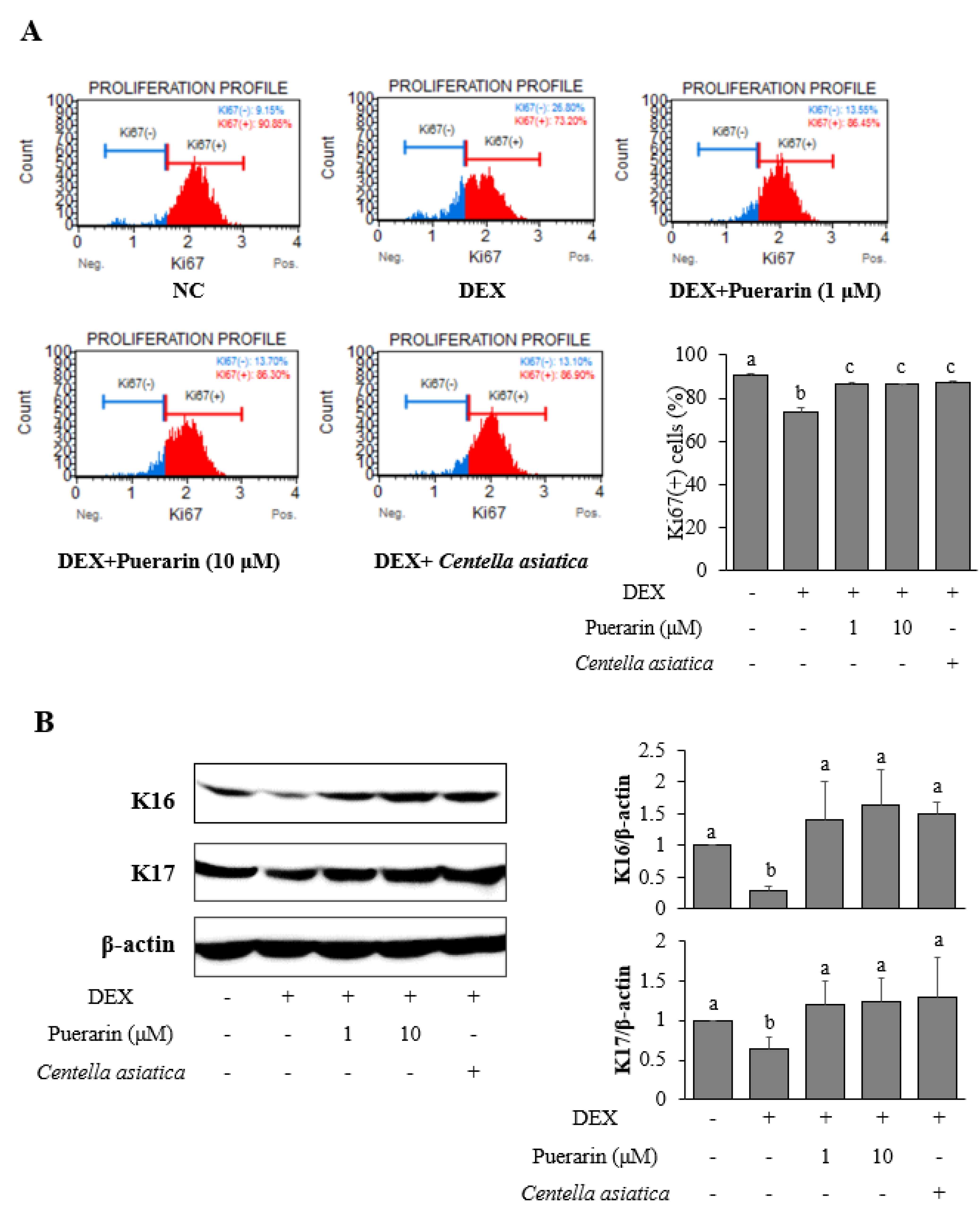 Applied Sciences Free Full Text Puerarin Improves Dexamethasone Impaired Wound Healing In Vitro And In Vivo By Enhancing Keratinocyte Proliferation And Migration