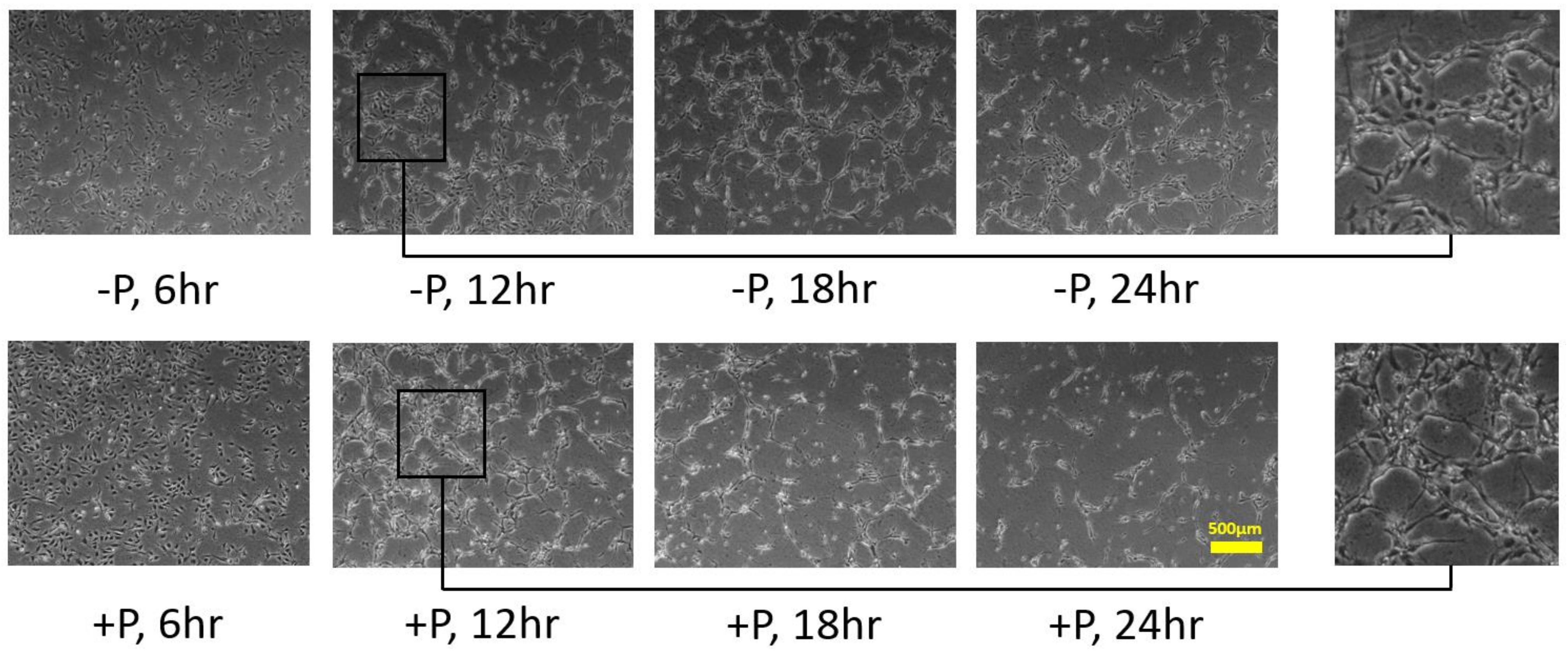 Applsci 11 09501 g005