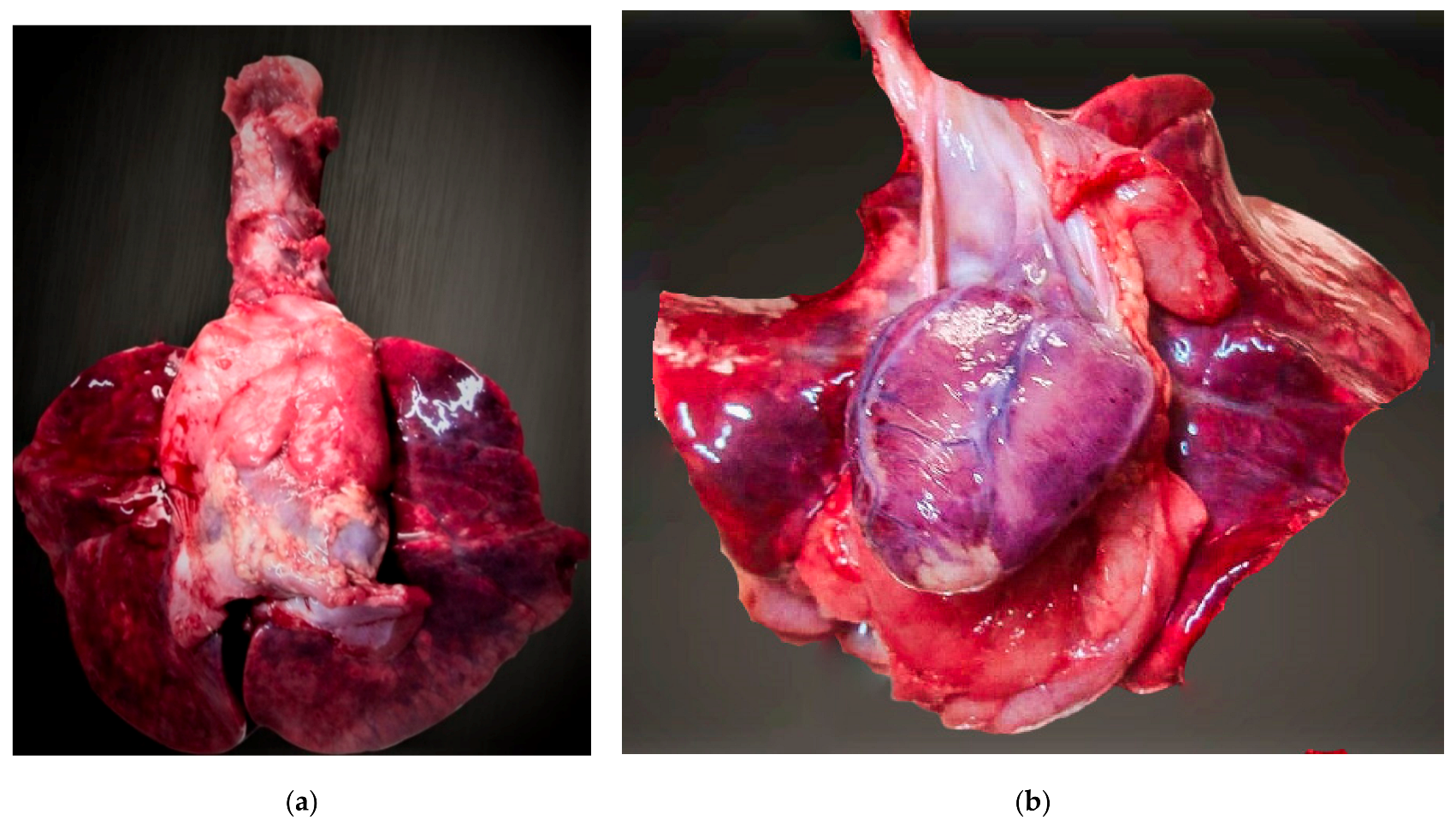 Applsci 11 09505 g006 550