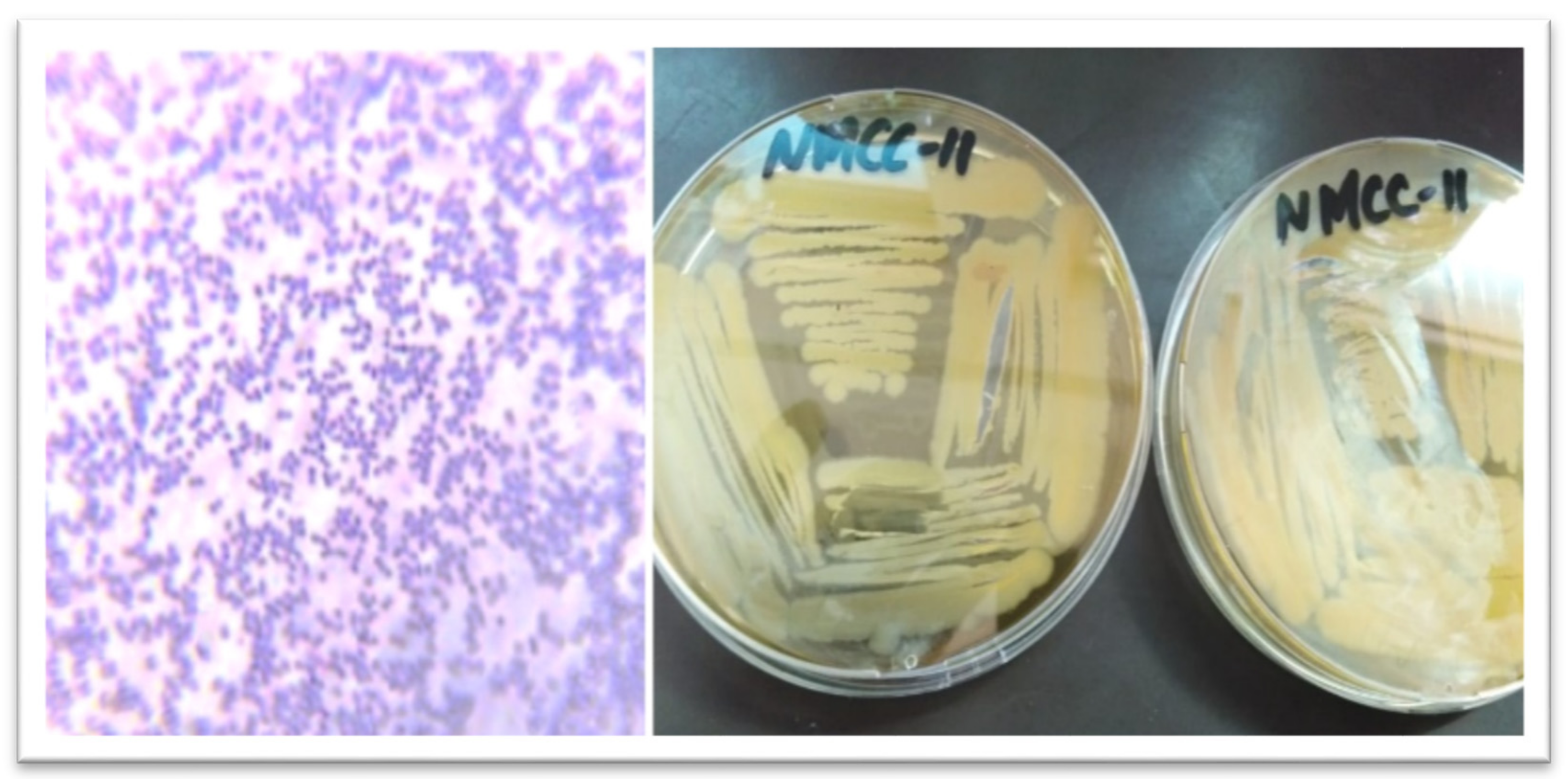 Applsci 11 09586 g001