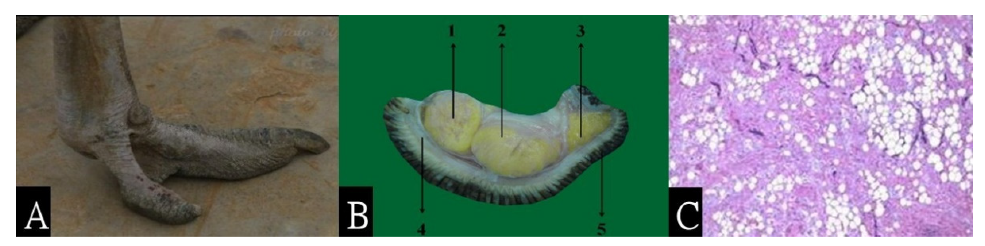 Applsci 11 09679 g004