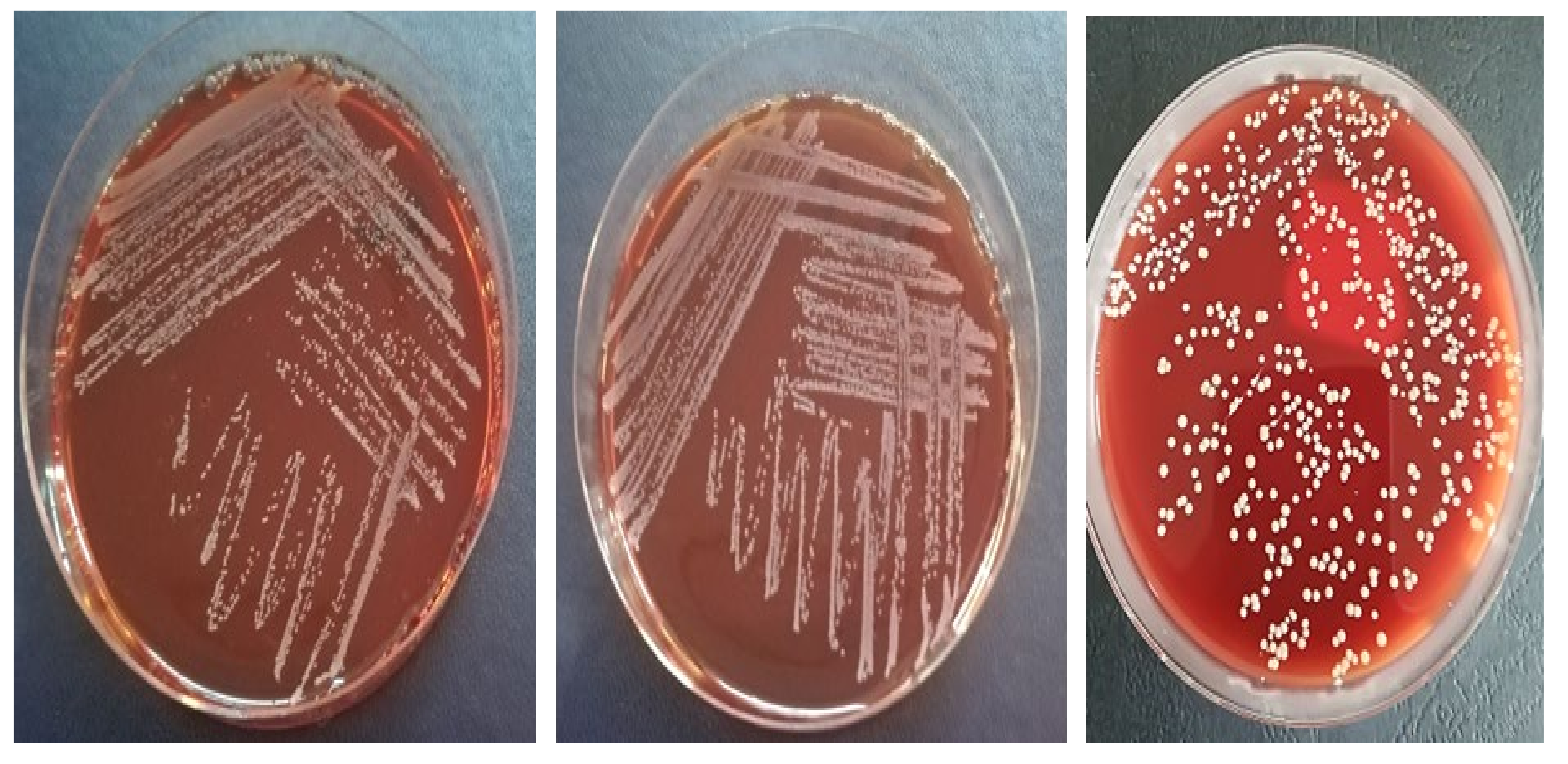 Applsci 11 09740 g001