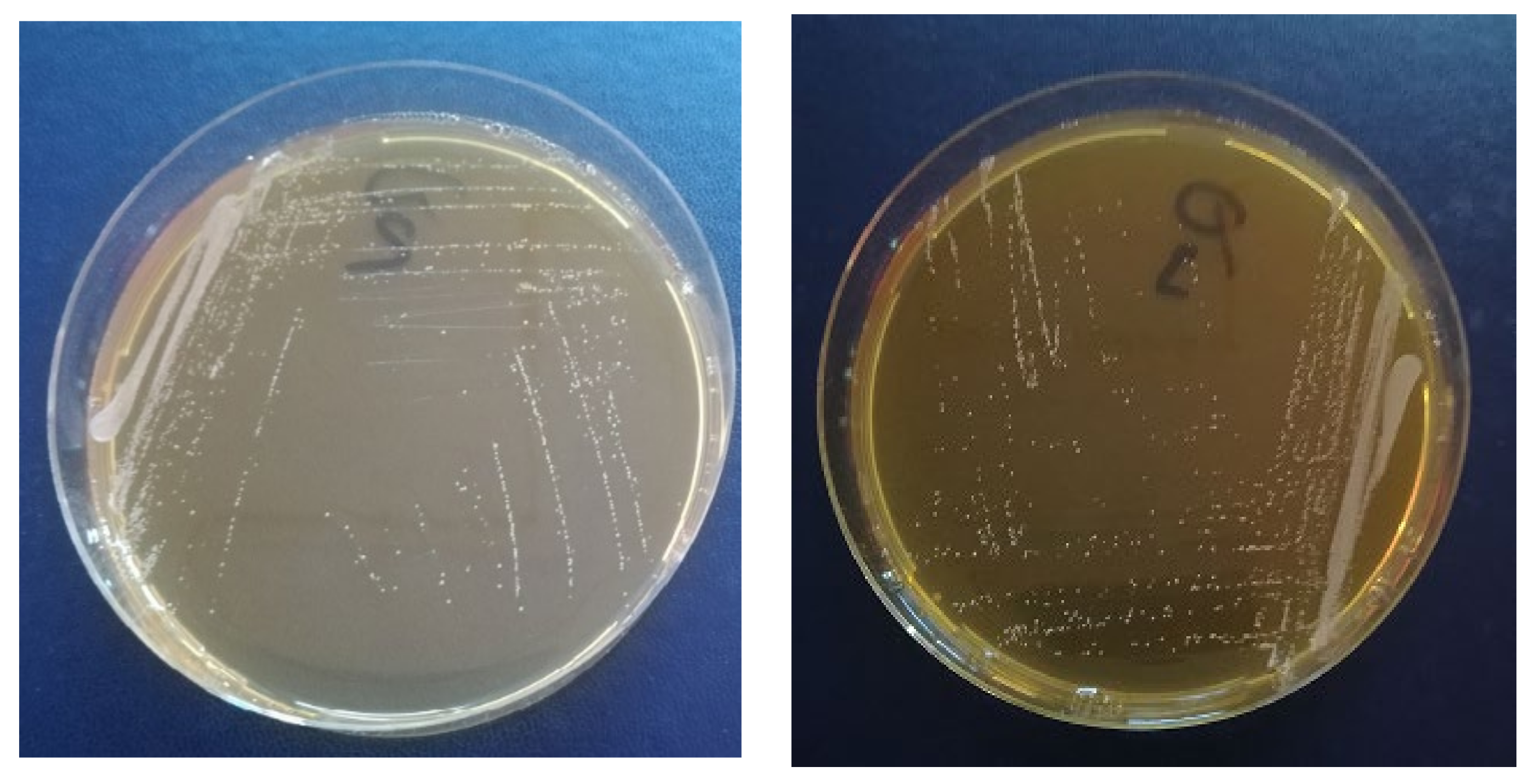 Applsci 11 09740 g002