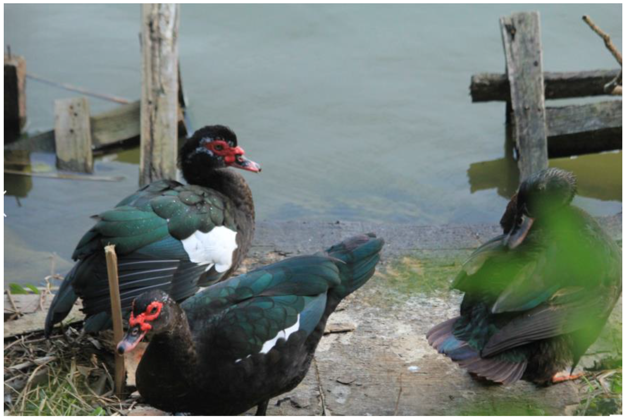 Applsci 11 09763 g001 550