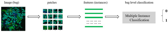 Multiple Instance Classification for Gastric Cancer Pathological Images ...