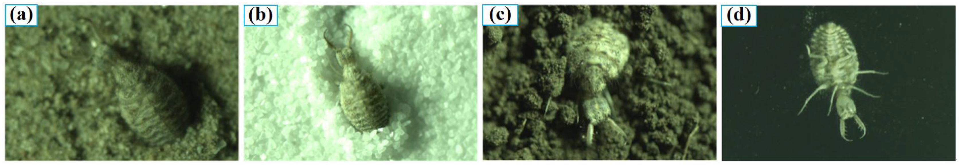 Applsci 11 10480 g001 550