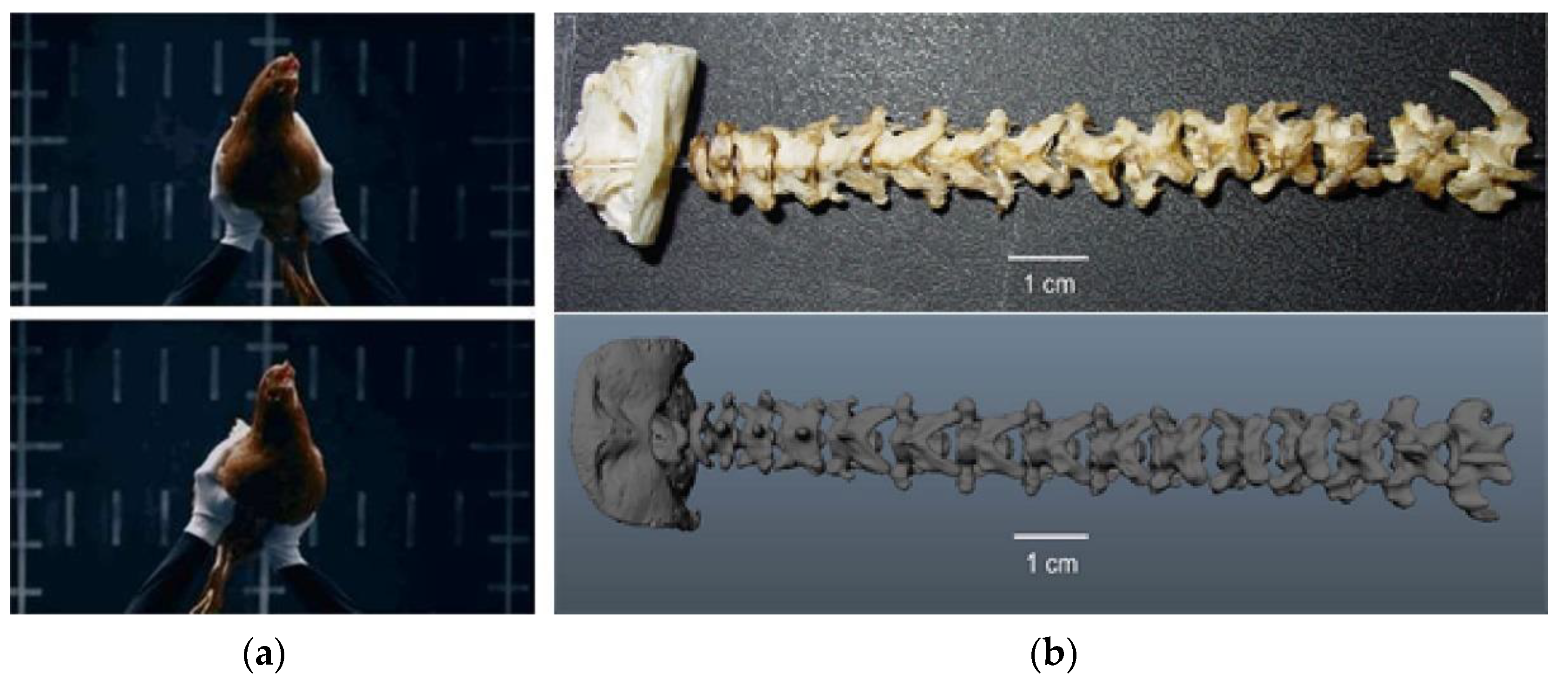 Applsci 11 10584 g013