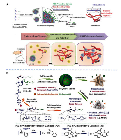 Application of Polymeric Nanocarriers for Enhancing the Bioavailability ...