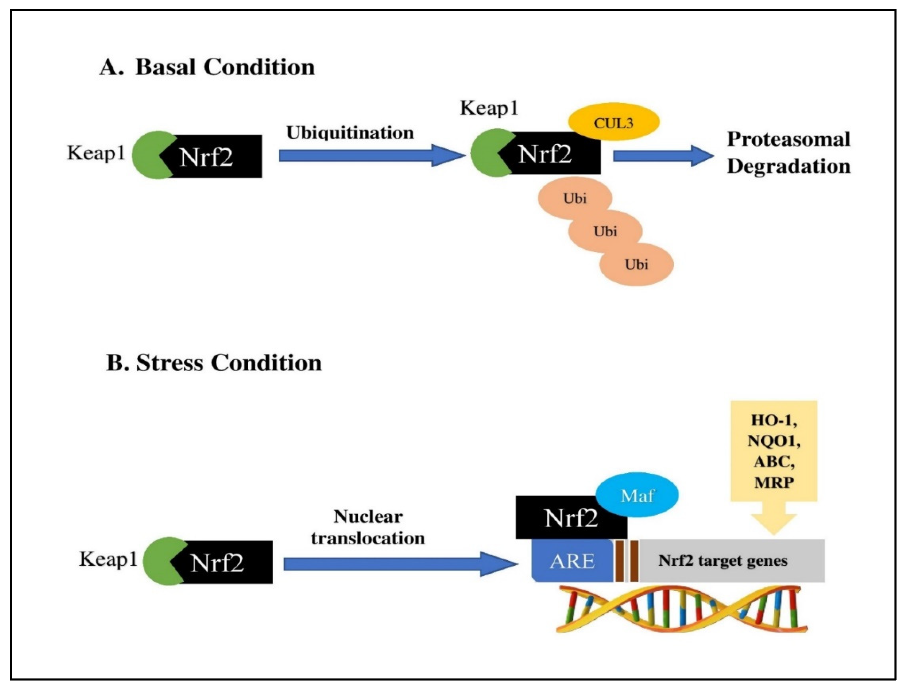 Applsci 11 10806 g003 550