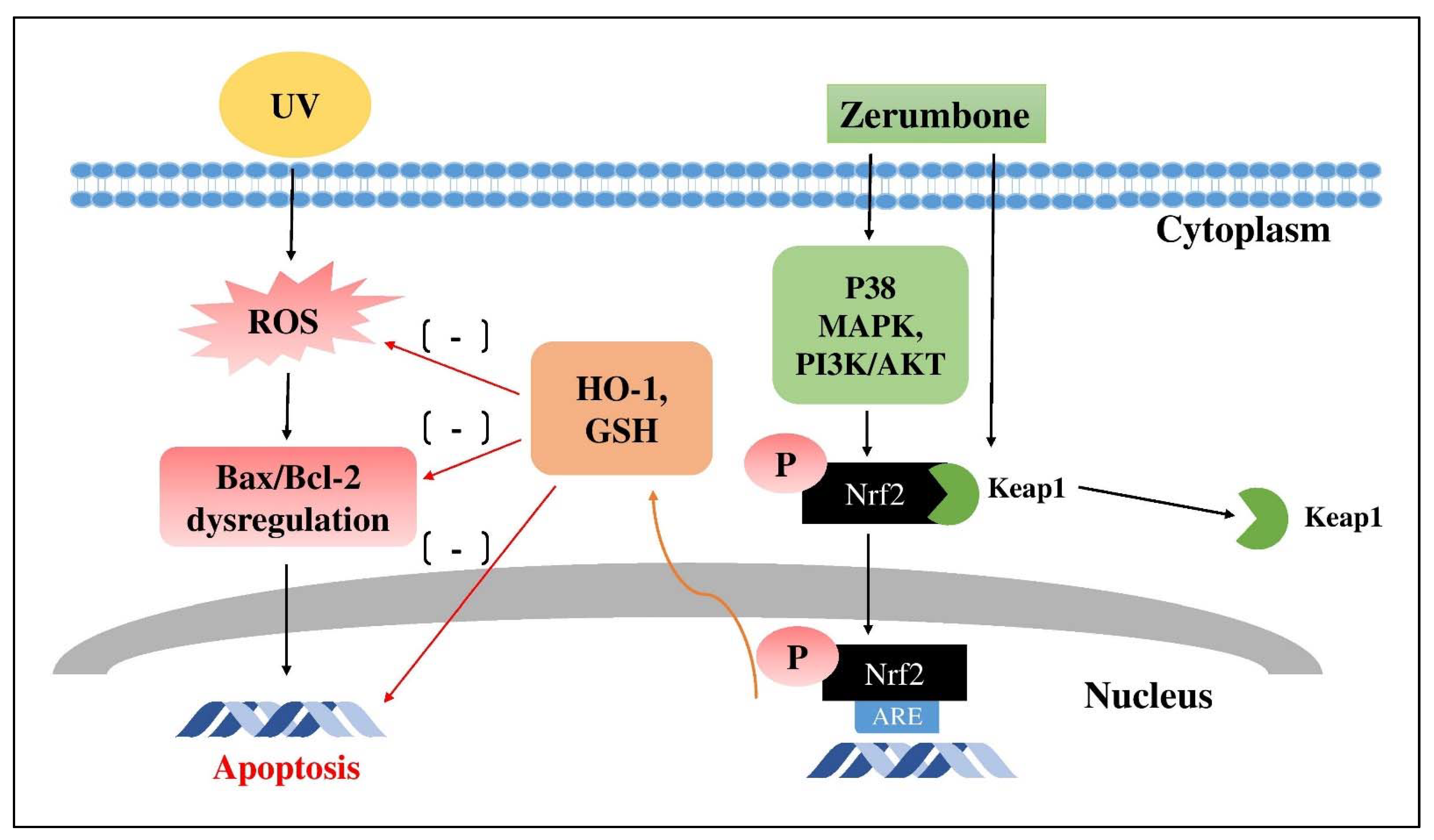Applsci 11 10806 g005 550
