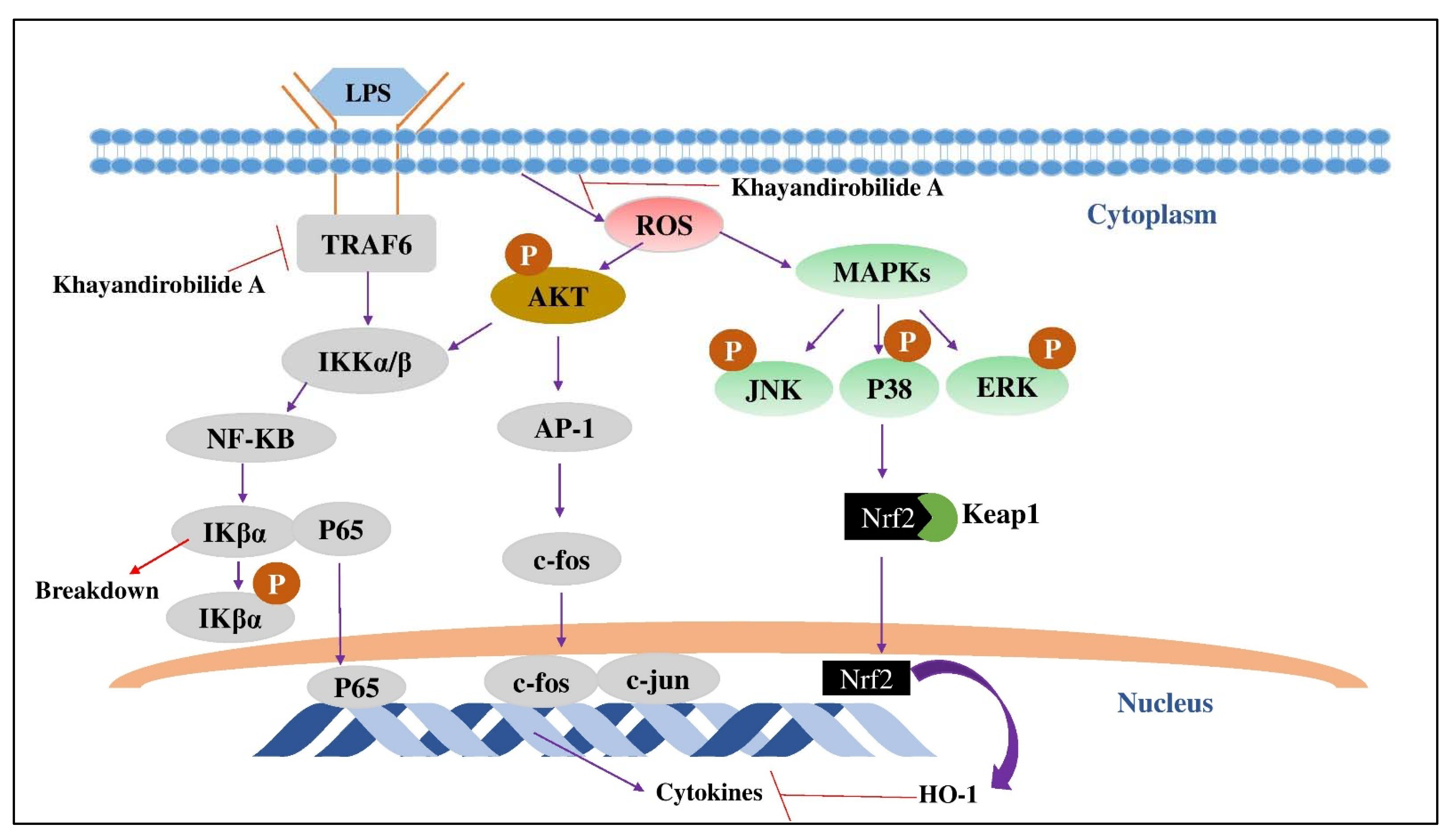 Applsci 11 10806 g006 550
