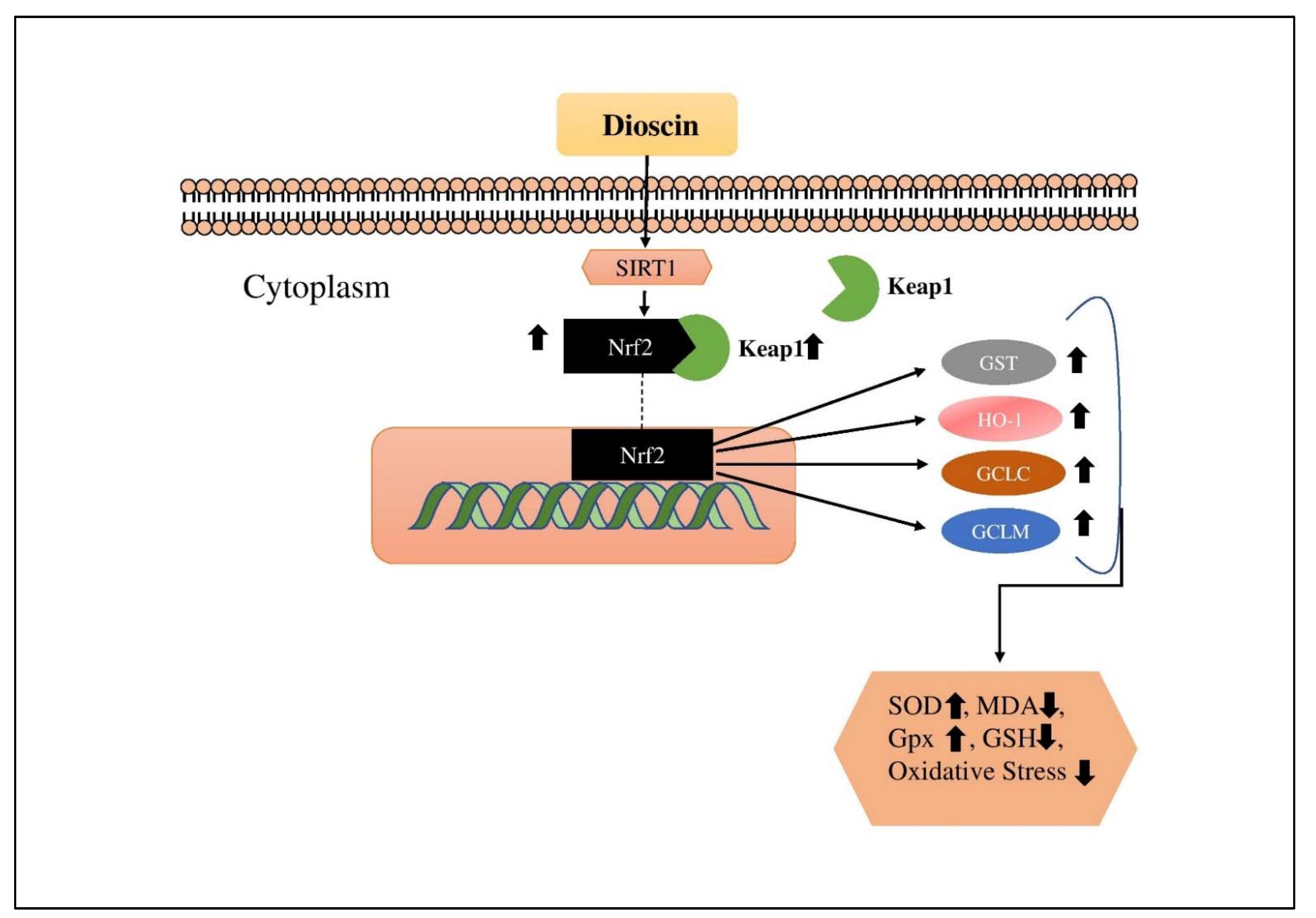 Applsci 11 10806 g007 550