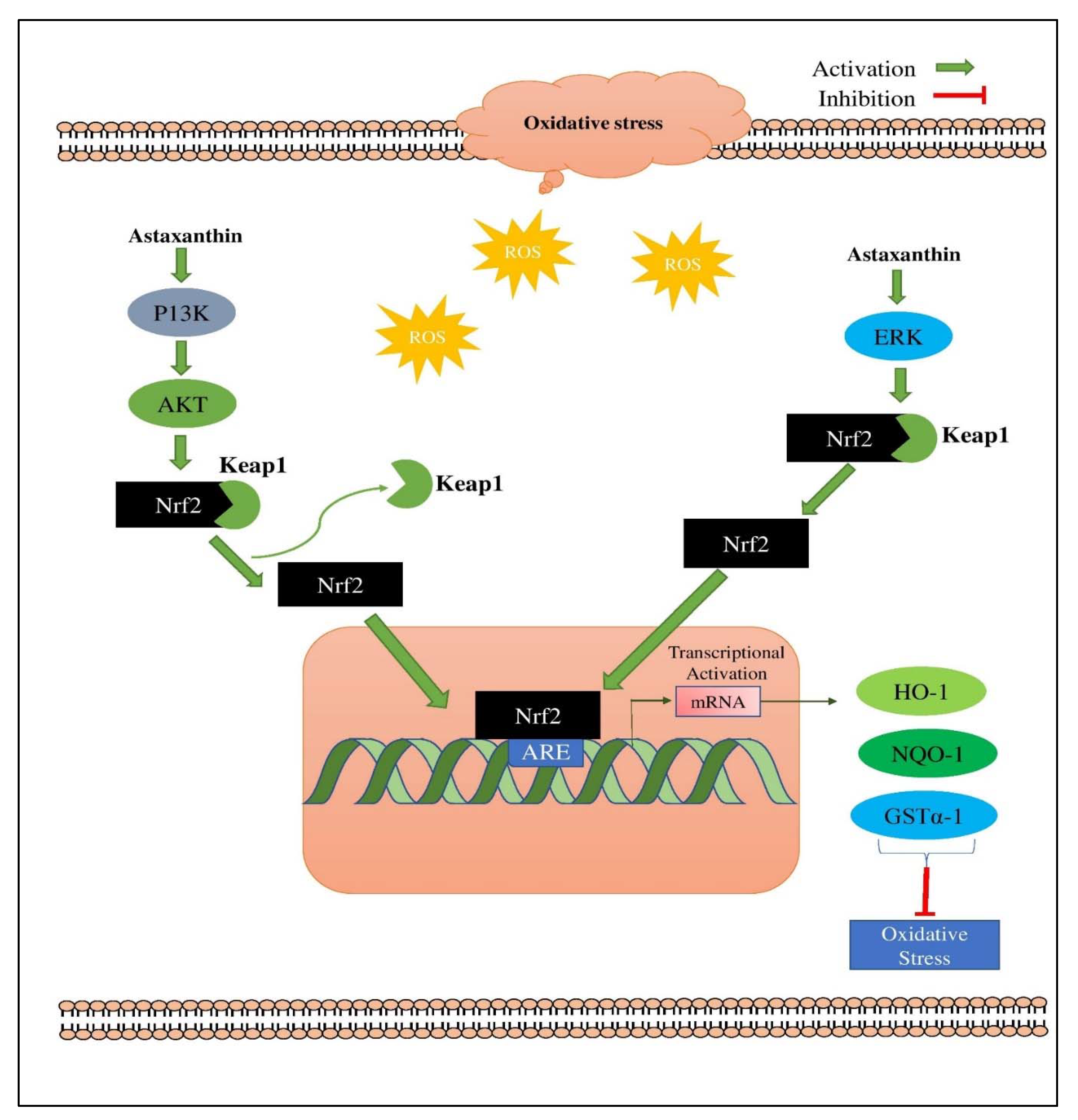 Applsci 11 10806 g008 550