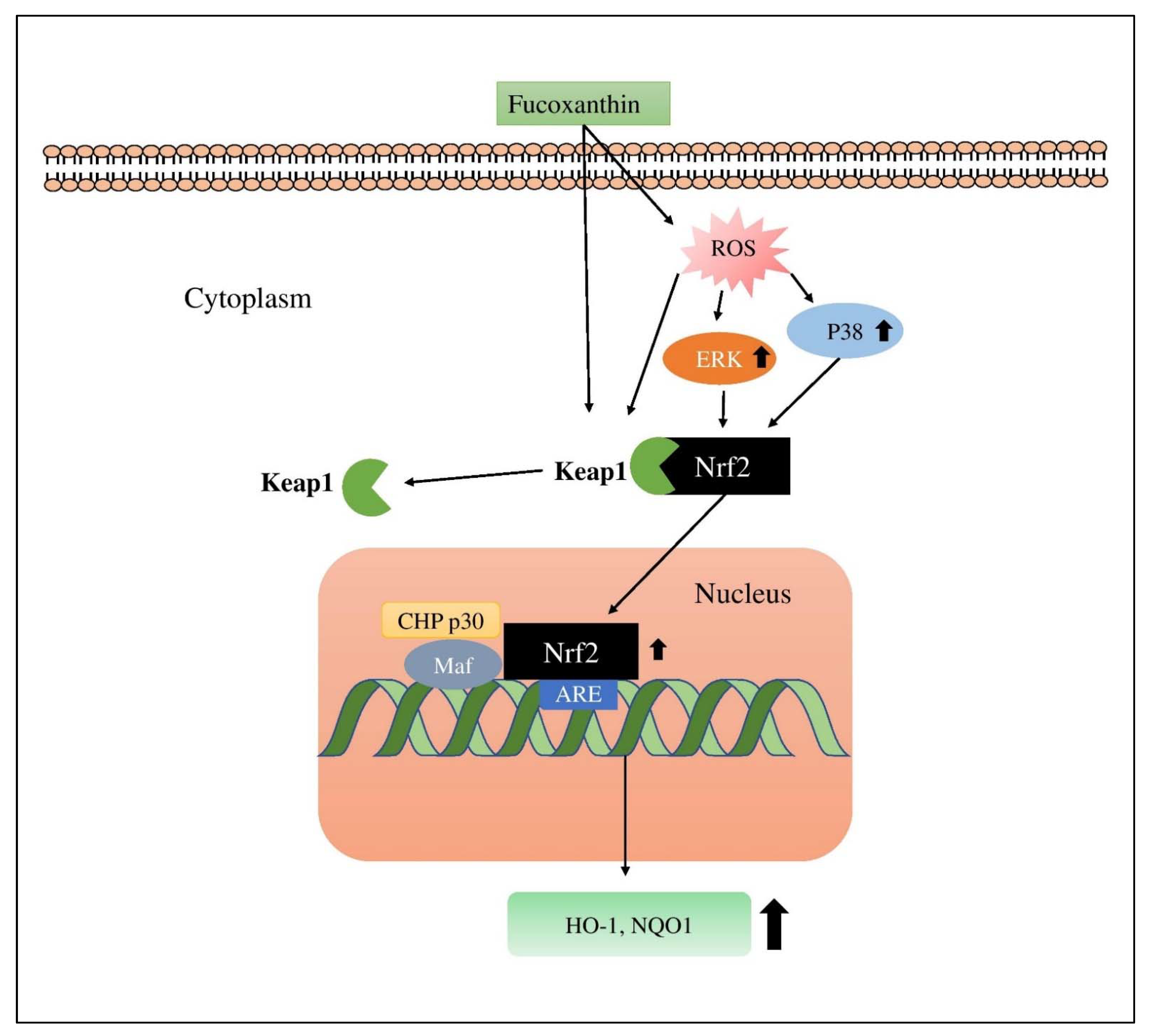 Applsci 11 10806 g009 550