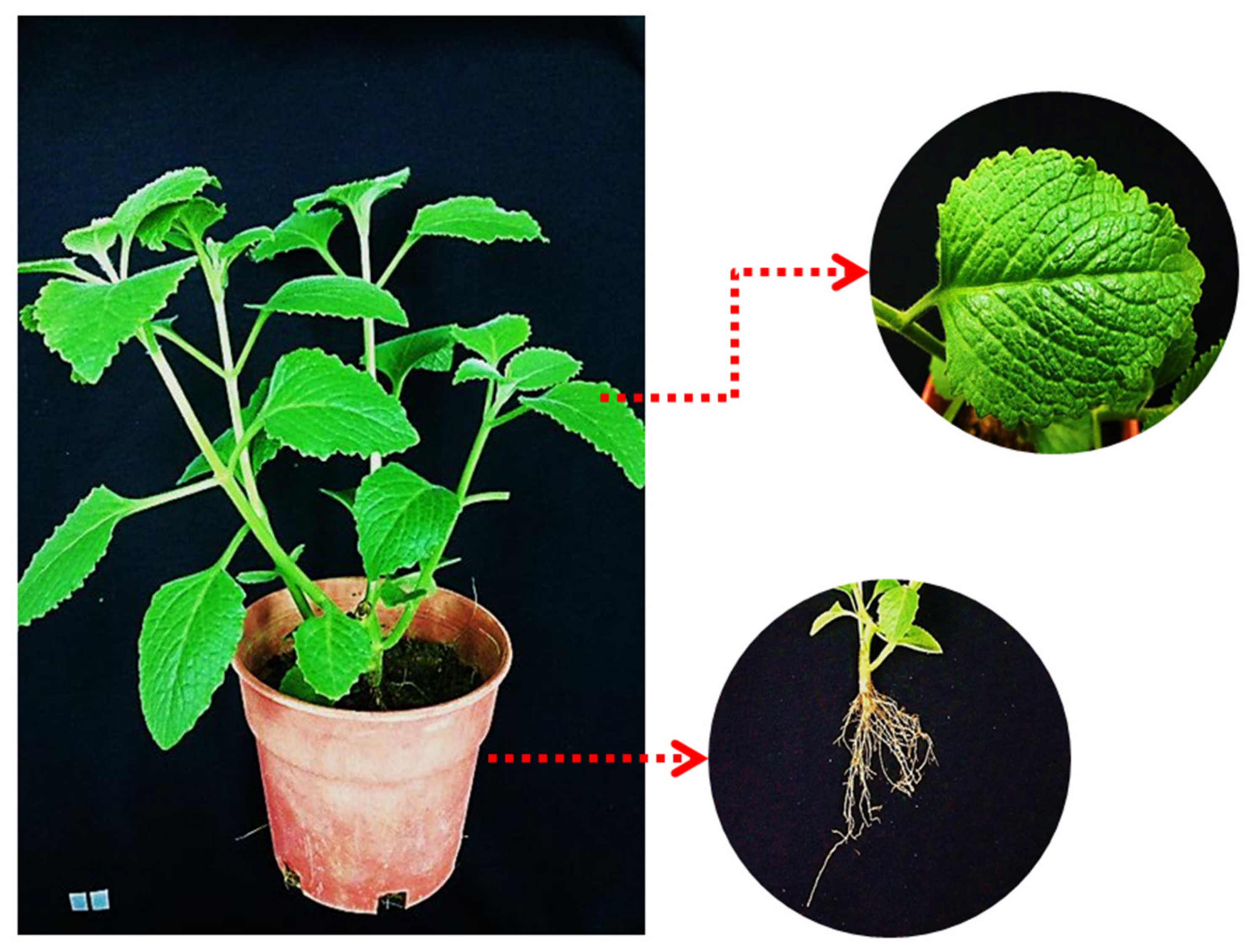 Applsci 11 10838 g001 Applsci 11 10838 g001