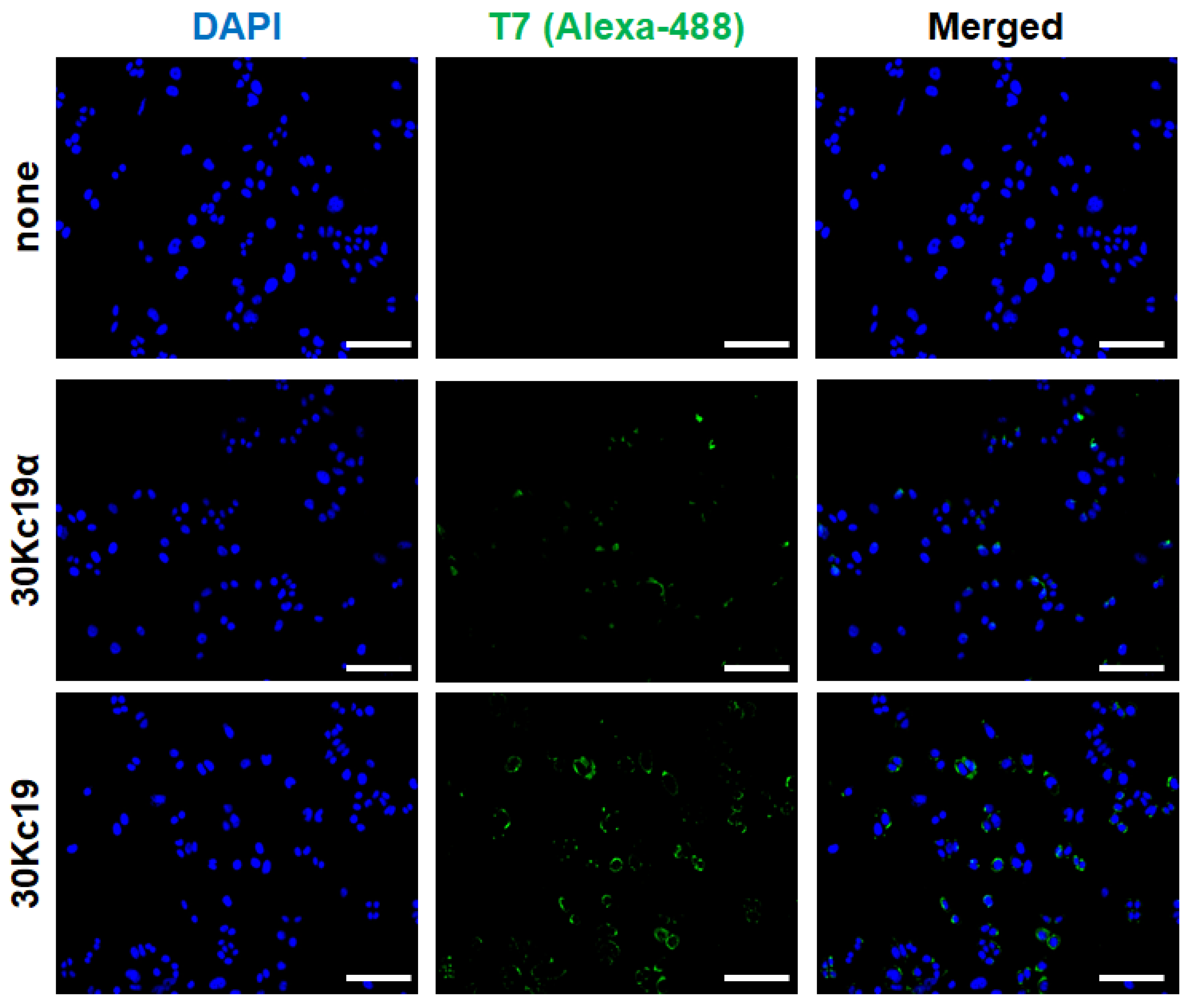 Applsci 11 11009 g002 Applsci 11 11009 g002