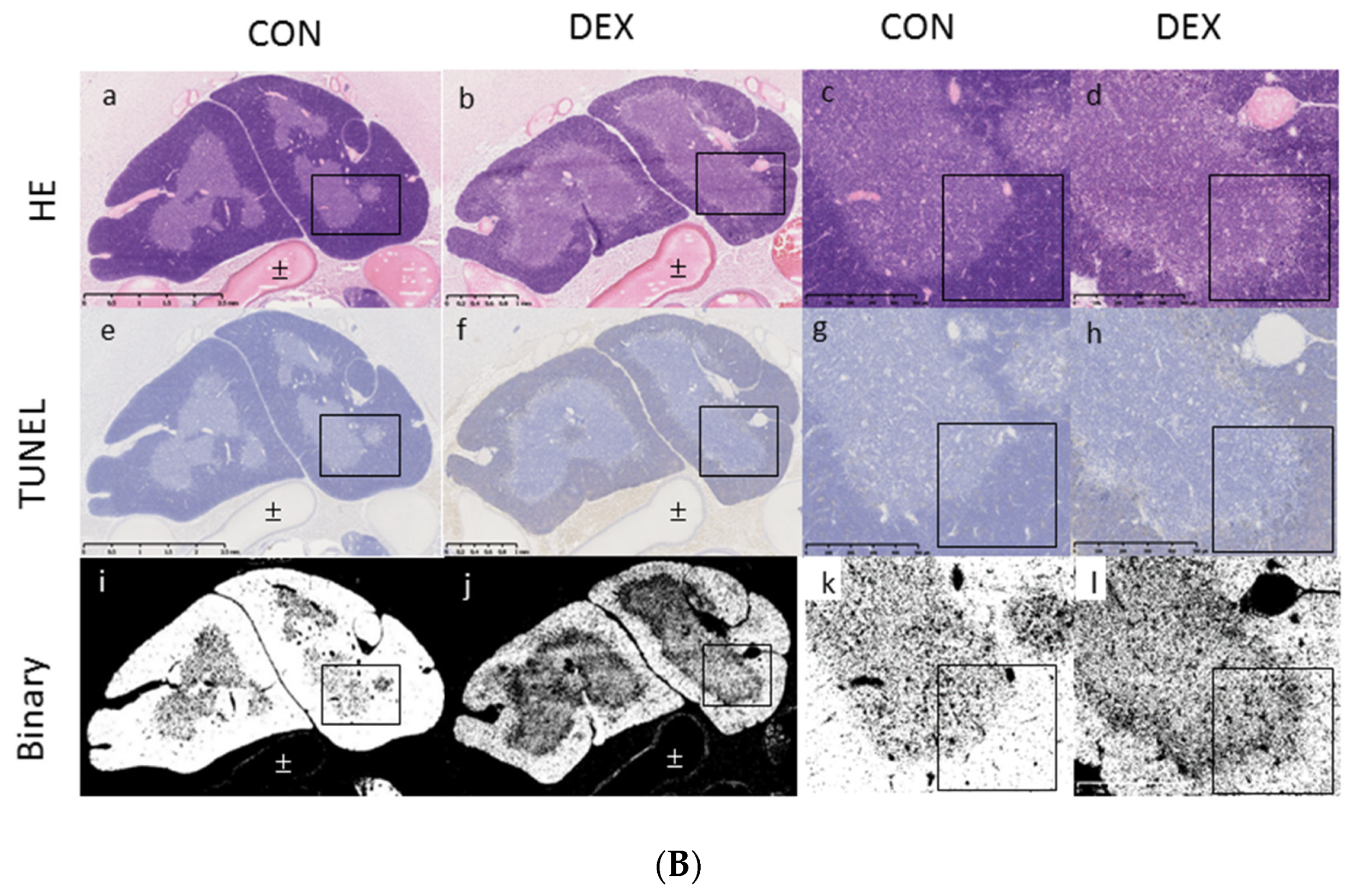 Applsci 11 11038 g002b