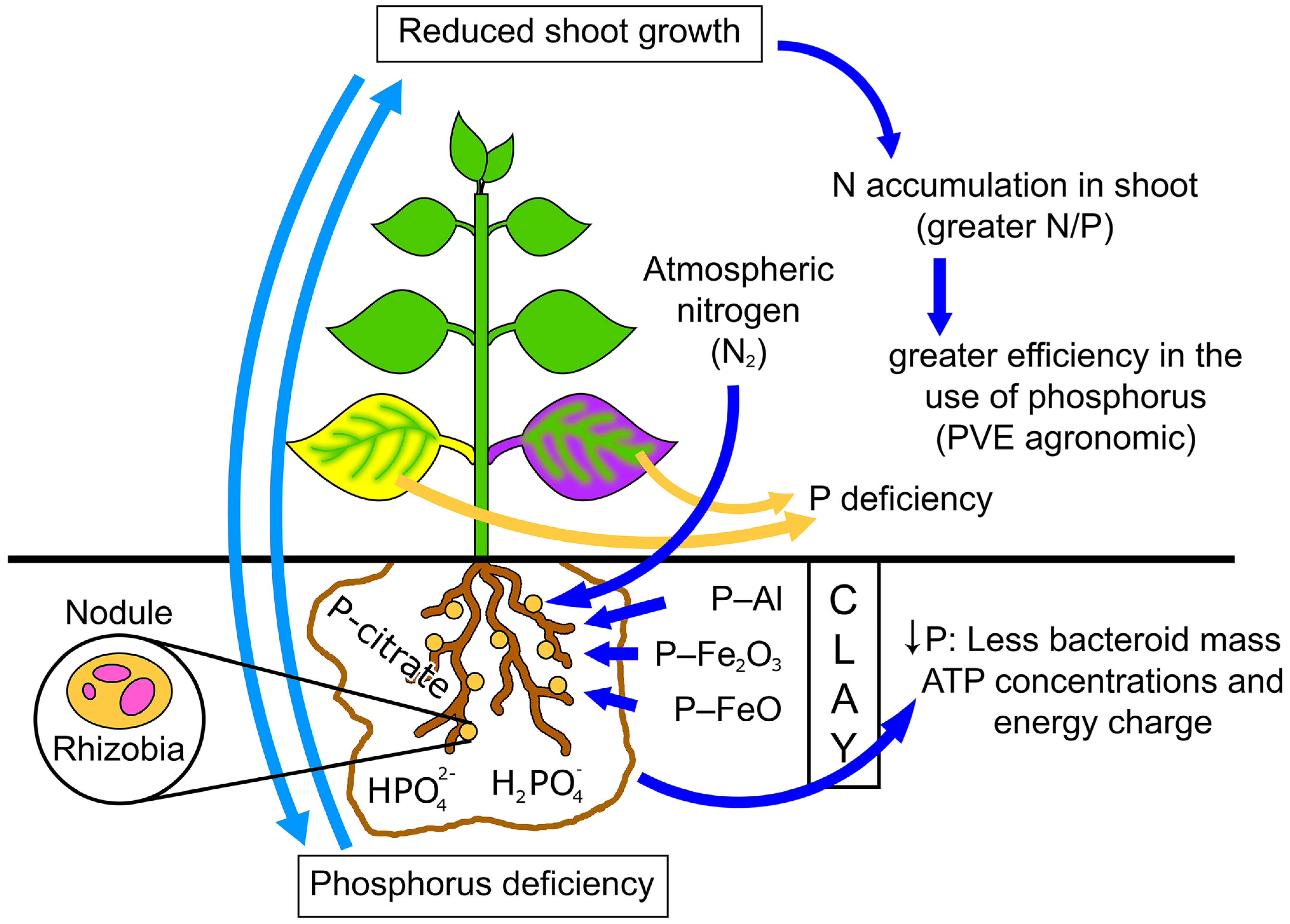 Frontiers Publishing Partnerships  Changes in Soil Phosphorus Pools in  Long-Term Wheat-Based Rotations in Saskatchewan, Canada With and Without  Phosphorus Fertilization