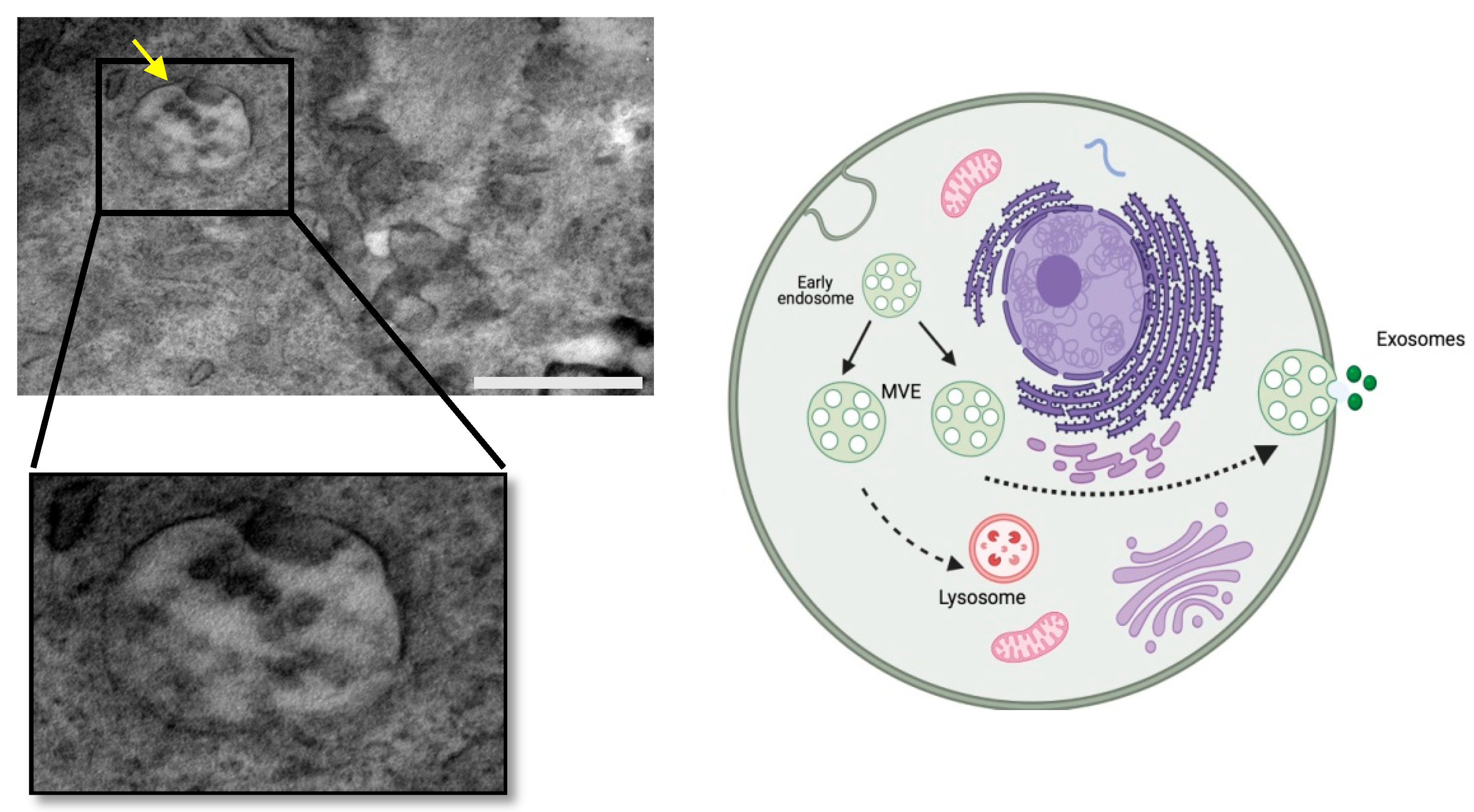 Applsci 11 11222 g003 550