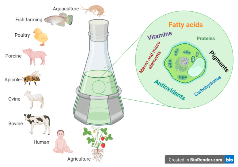 Applsci 11 11316 g001 Applsci 11 11316 g001