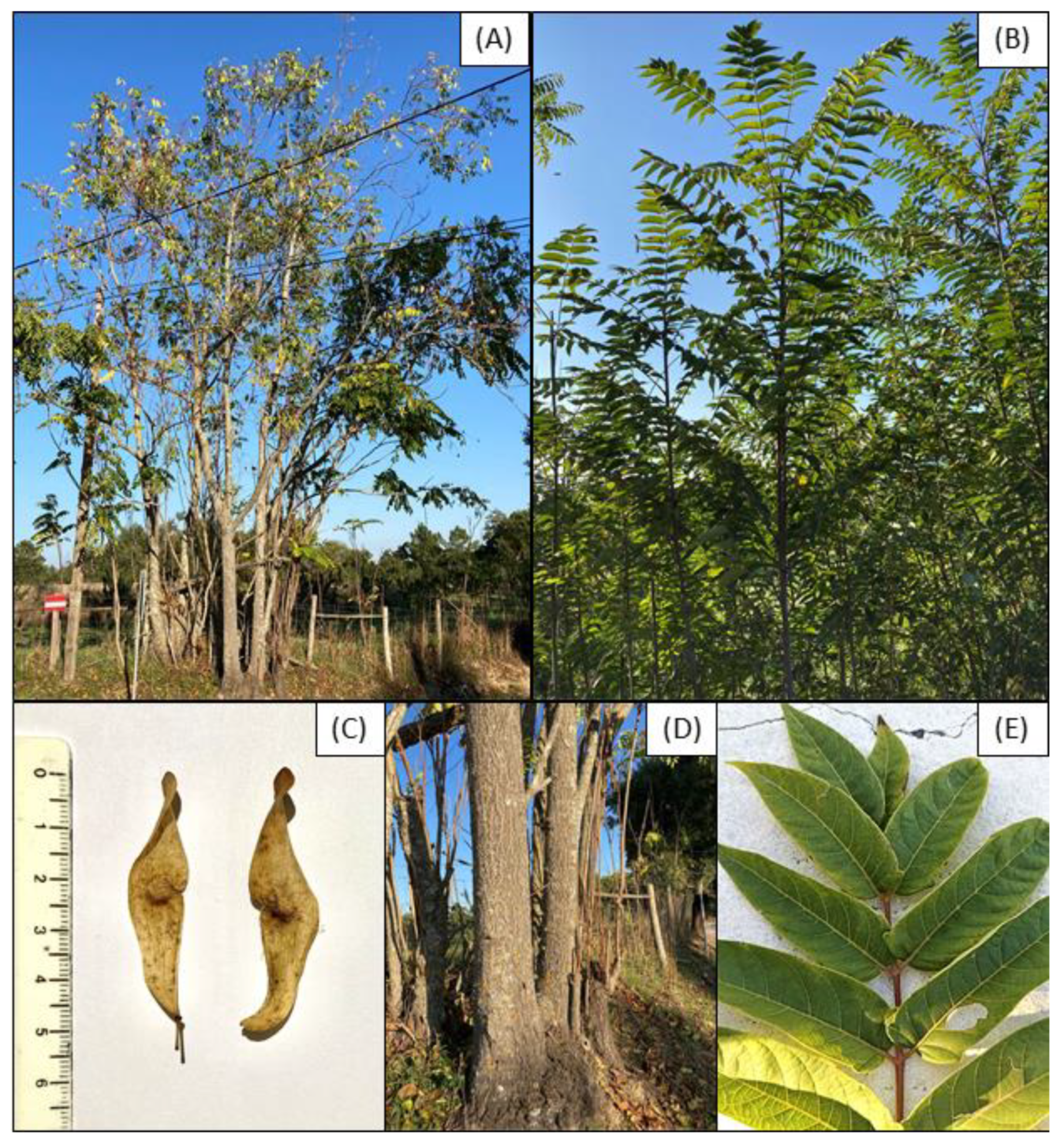 Ailanthus Altissima Seeds Tree of Heaven Highly Ornamental Tree 100 Seeds Easy to Seasons Meaningful Gift.