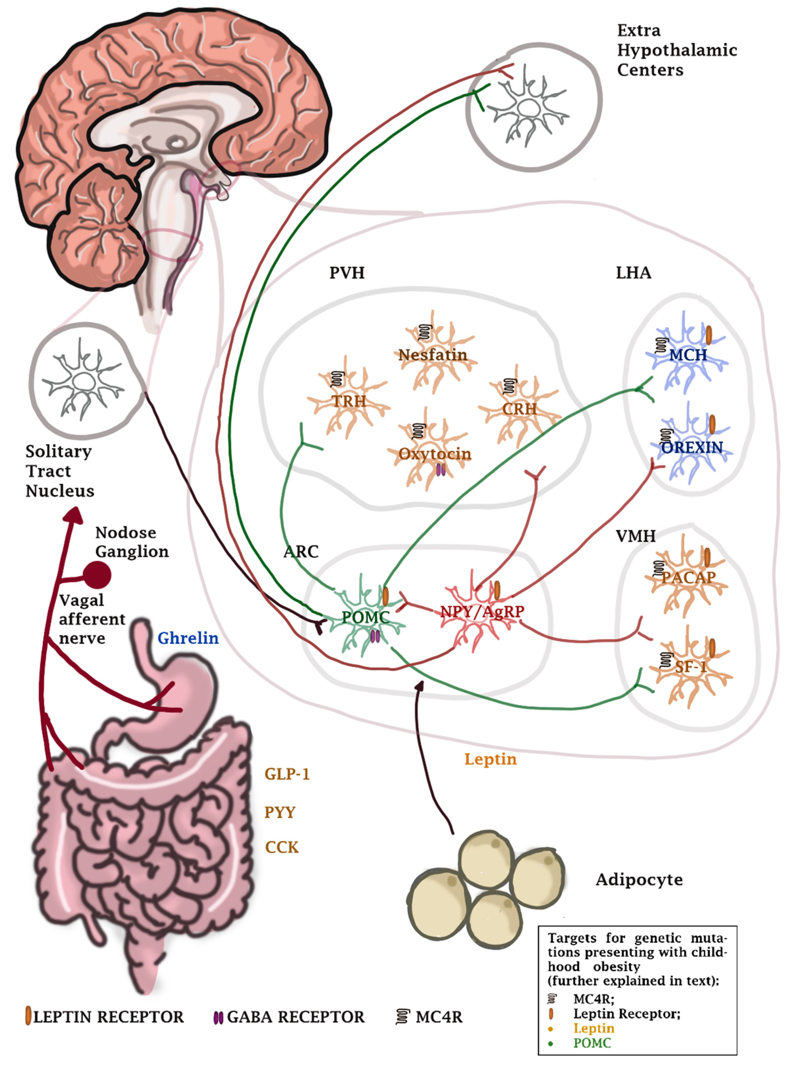 Applied Sciences Free Full-Text Causative Mechanisms of Childhood and Adolescent Obesity Leading to Adult Cardiometabolic Disease A Literature Review