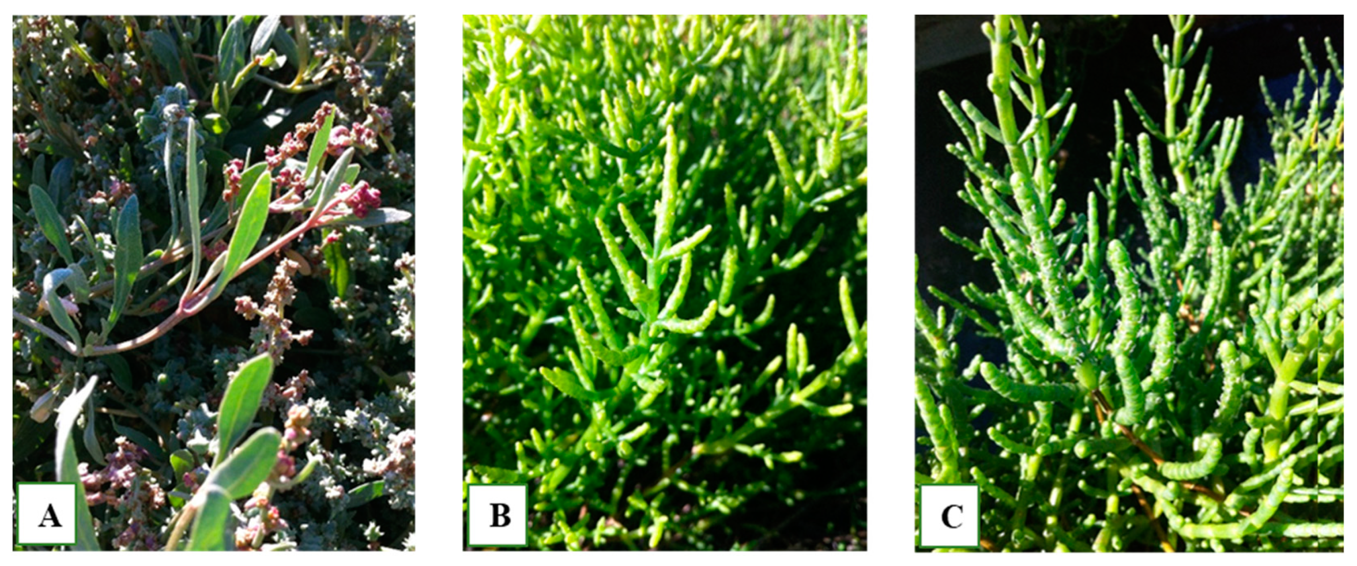 Applsci 11 11586 g001