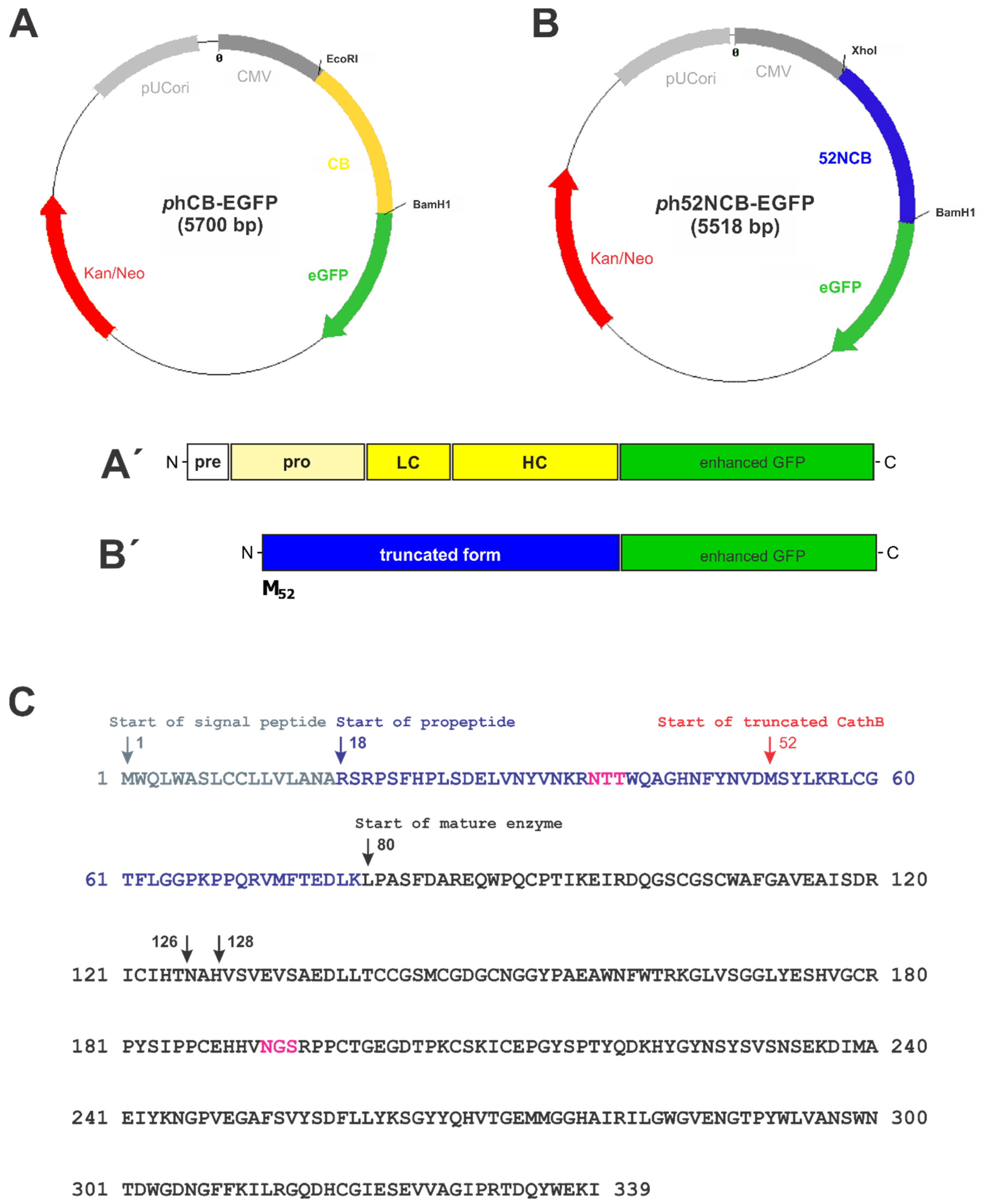Applsci 11 11936 g004
