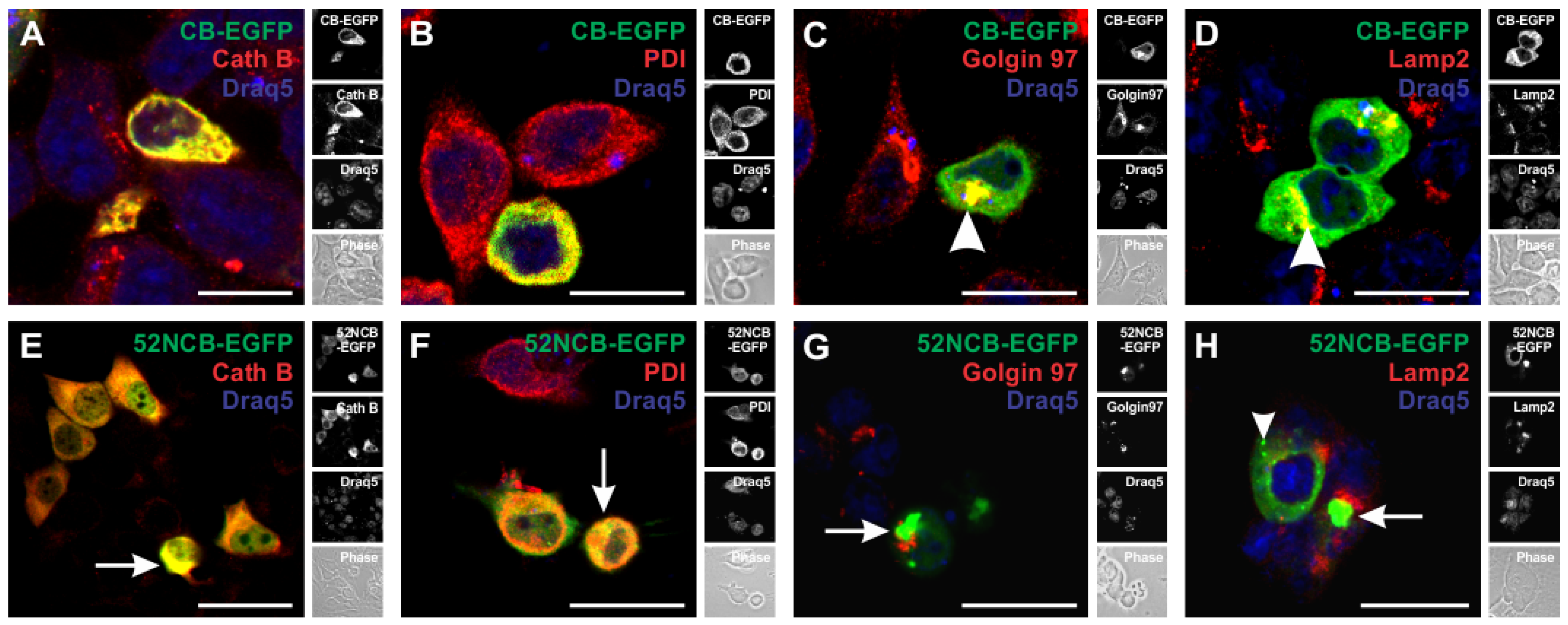 Applsci 11 11936 g005