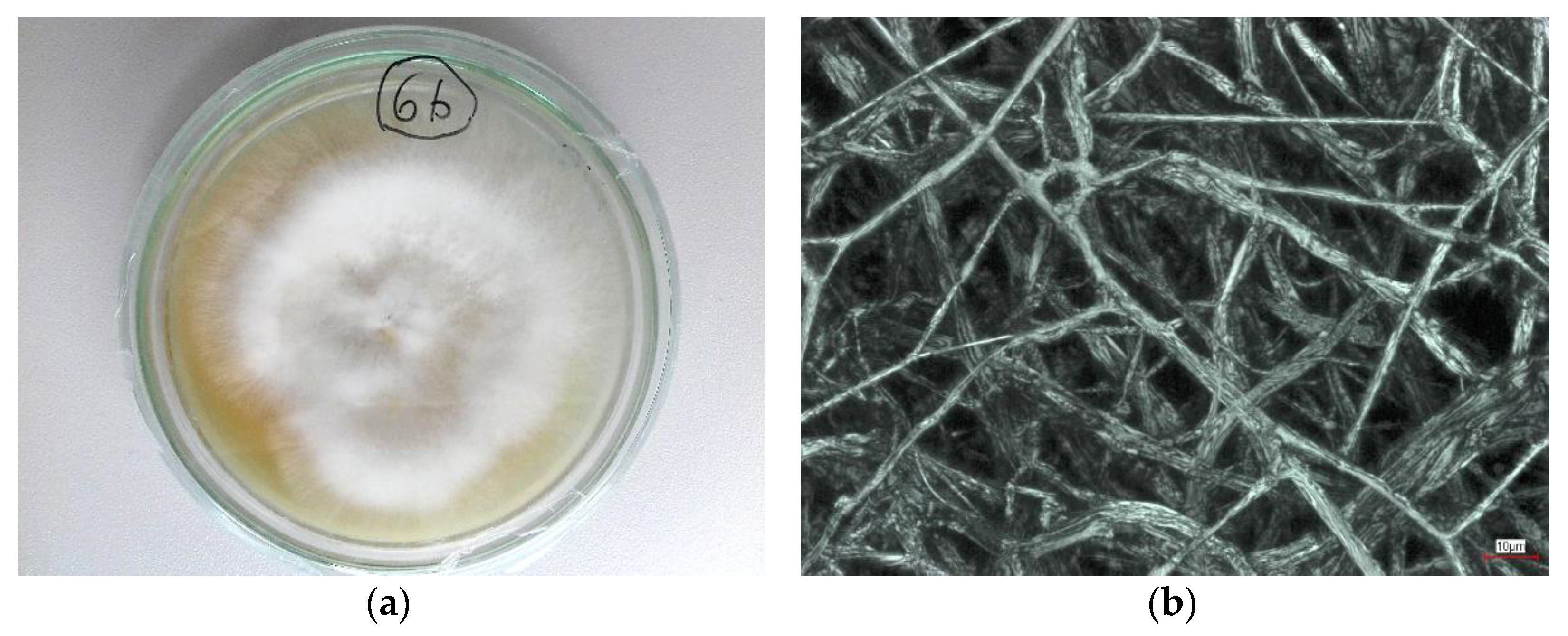 Applsci 11 11937 g003